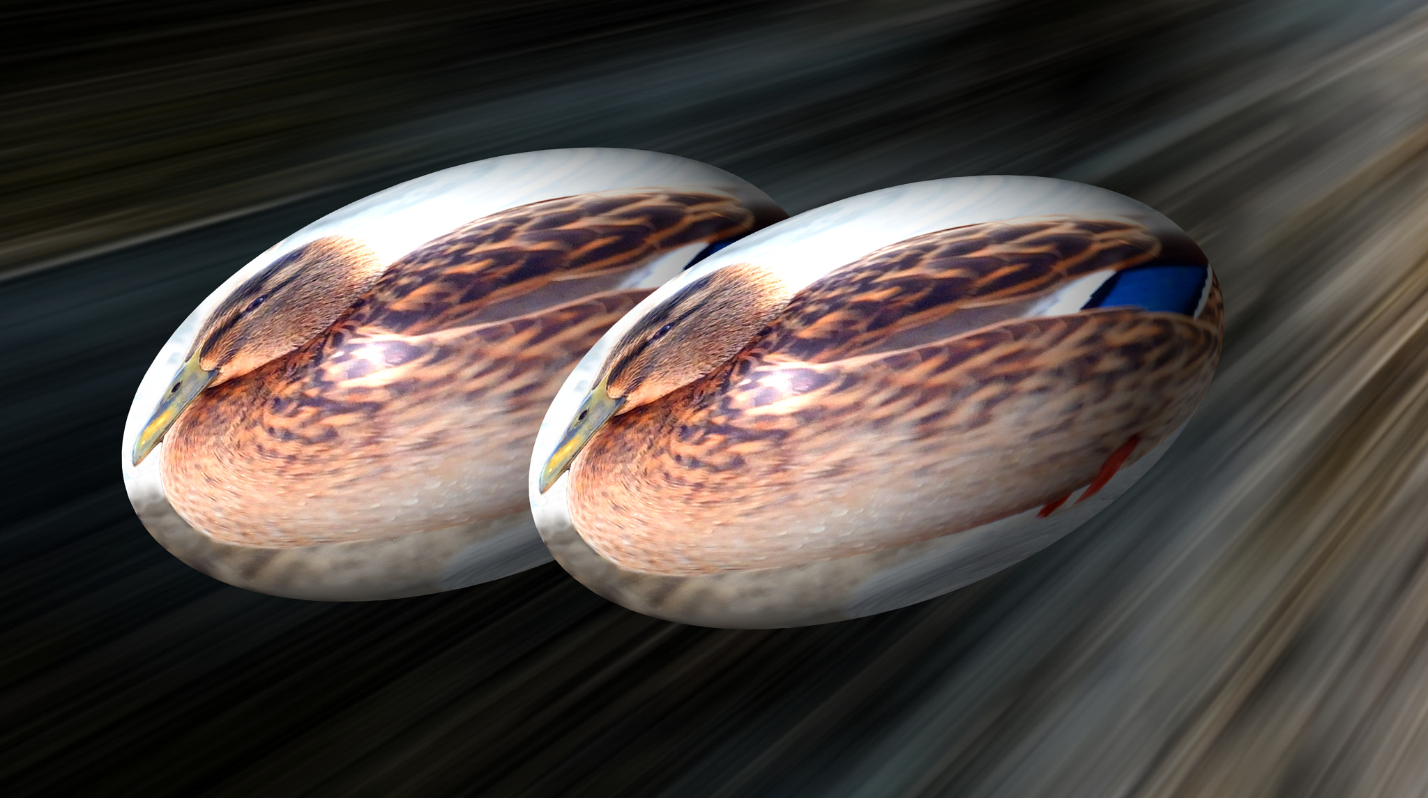 Duck express!