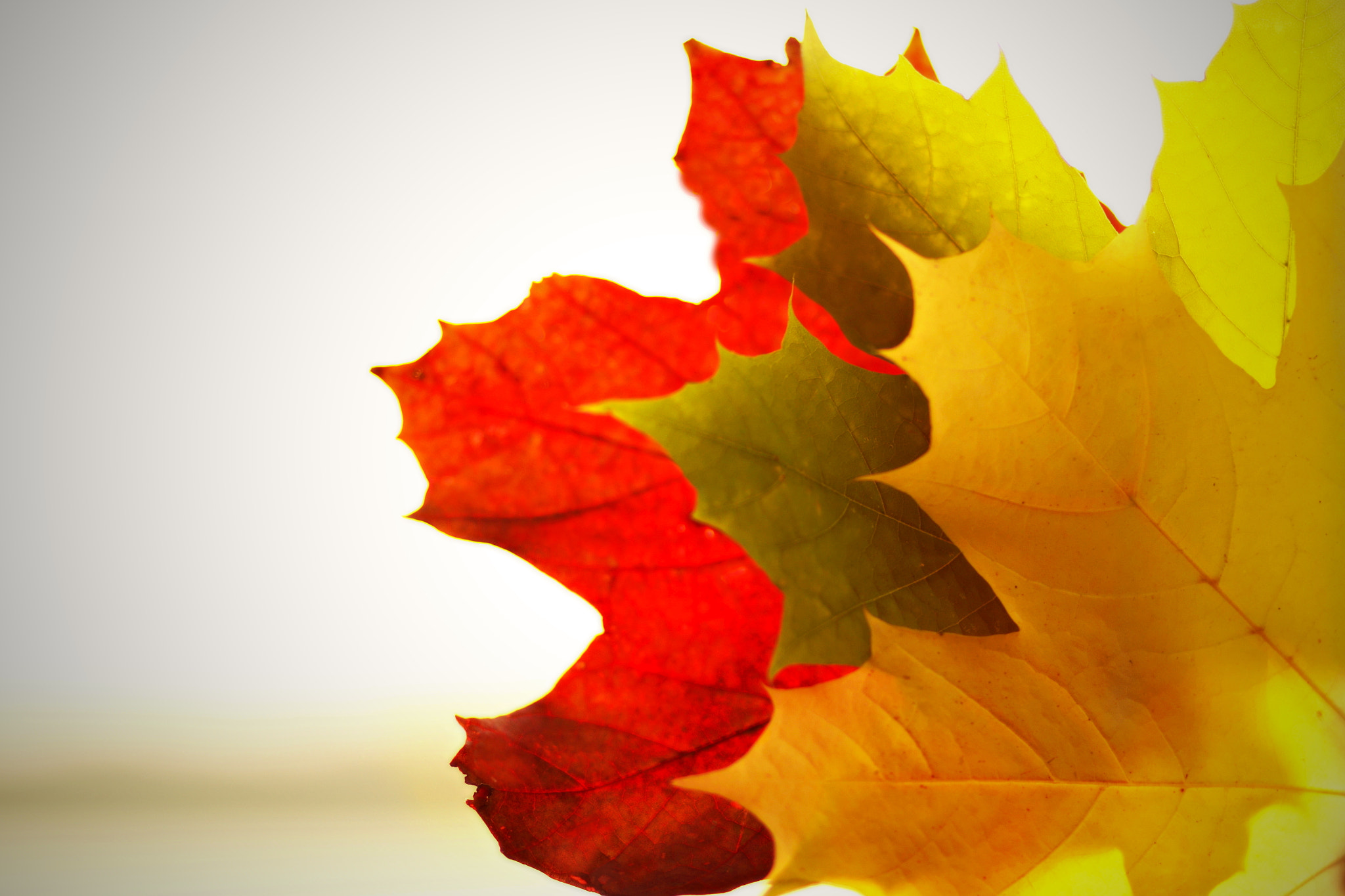 Canon EF 85mm F1.8 USM sample photo. Autumn photography
