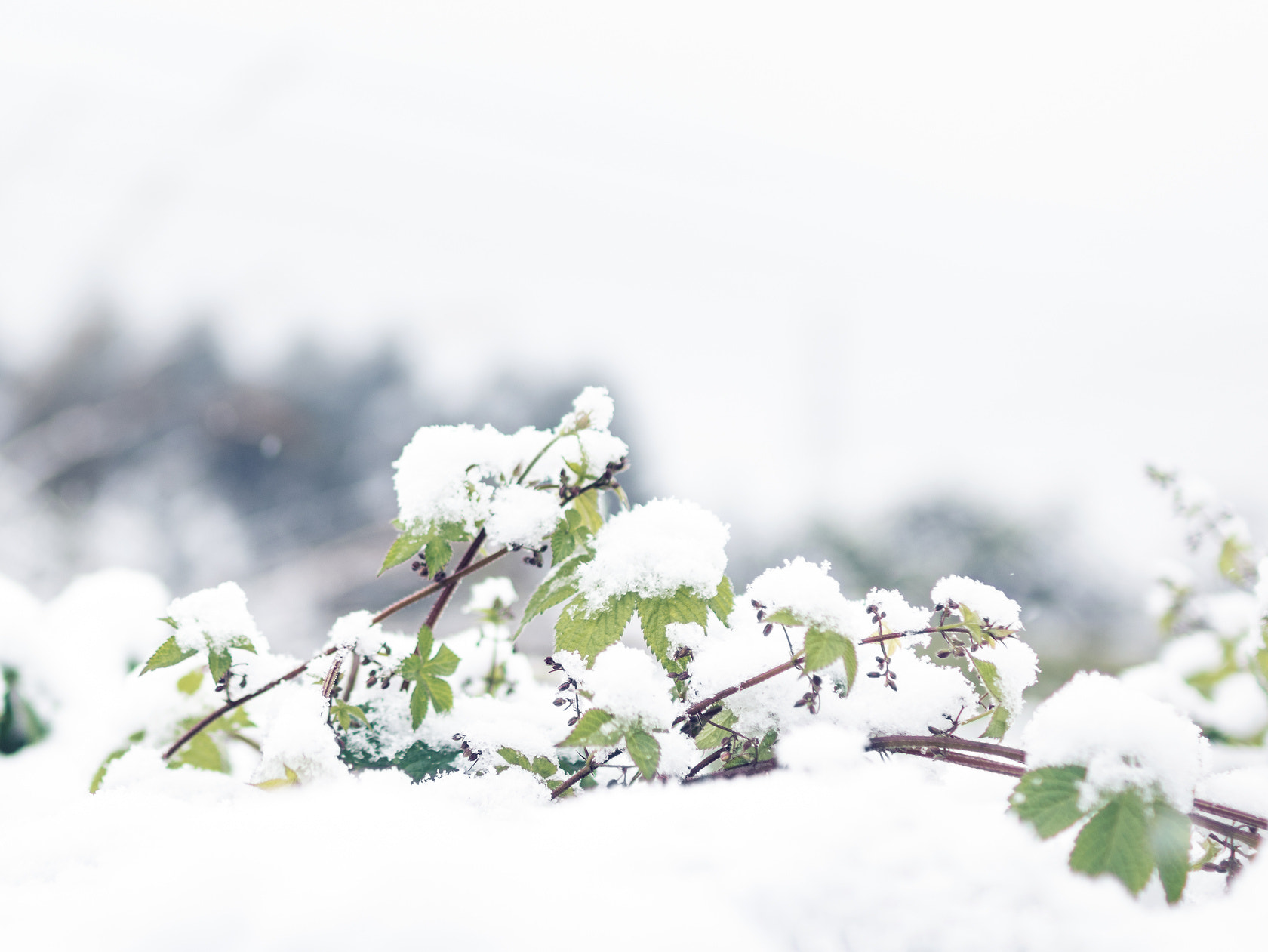Sigma 30mm F1.4 EX DC HSM sample photo. Snow photography