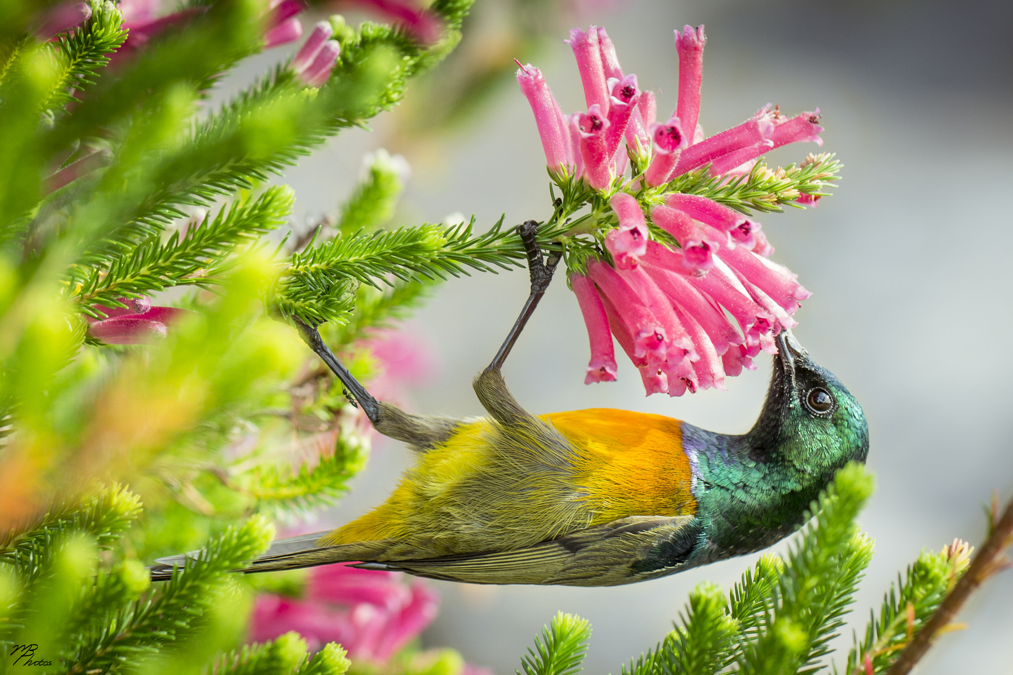 Canon EF 100mm F2.8L Macro IS USM sample photo. Orange-breasted sunbird photography