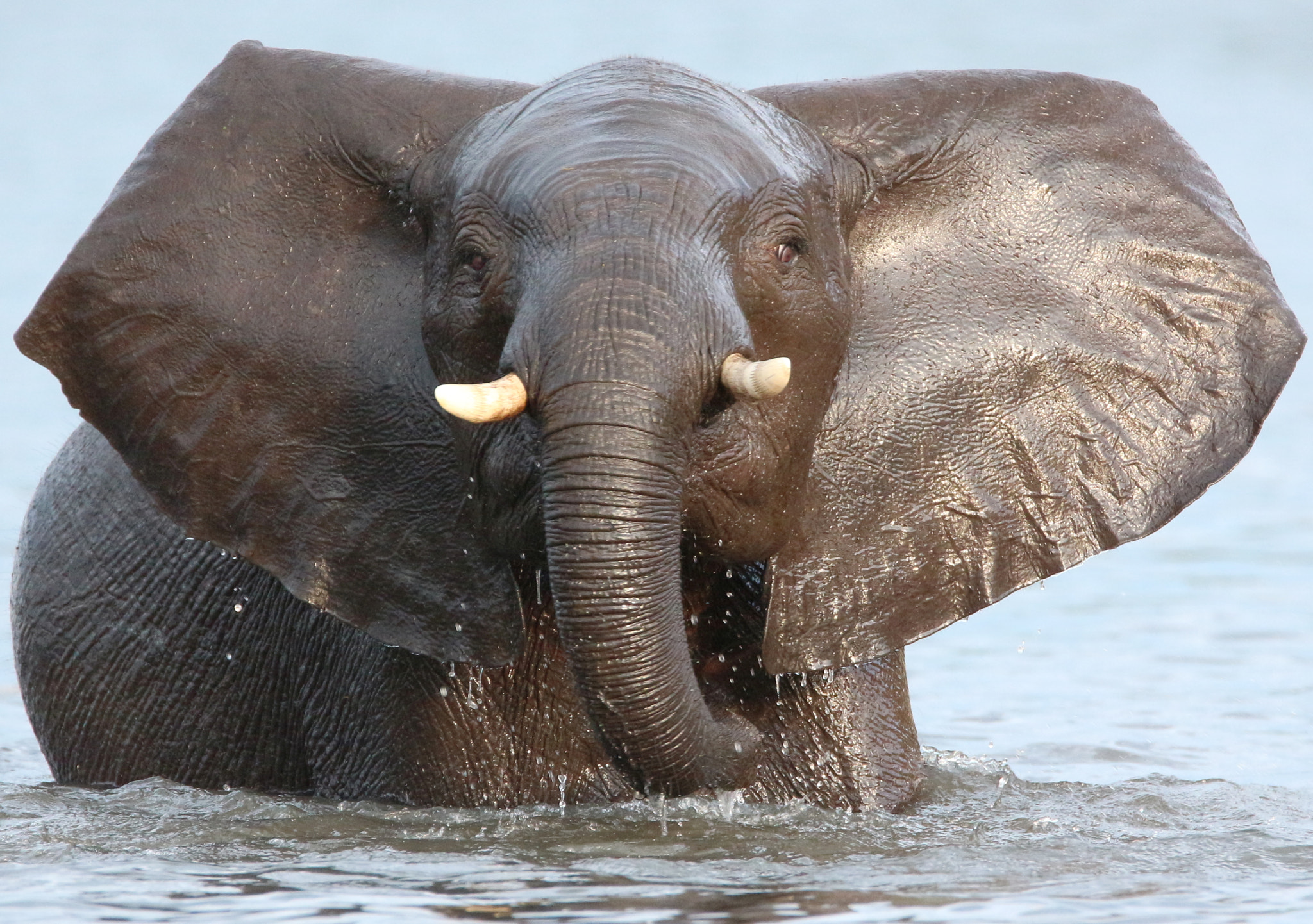 Canon EOS 650D (EOS Rebel T4i / EOS Kiss X6i) + Tamron SP 150-600mm F5-6.3 Di VC USD sample photo. Elephant in the water photography