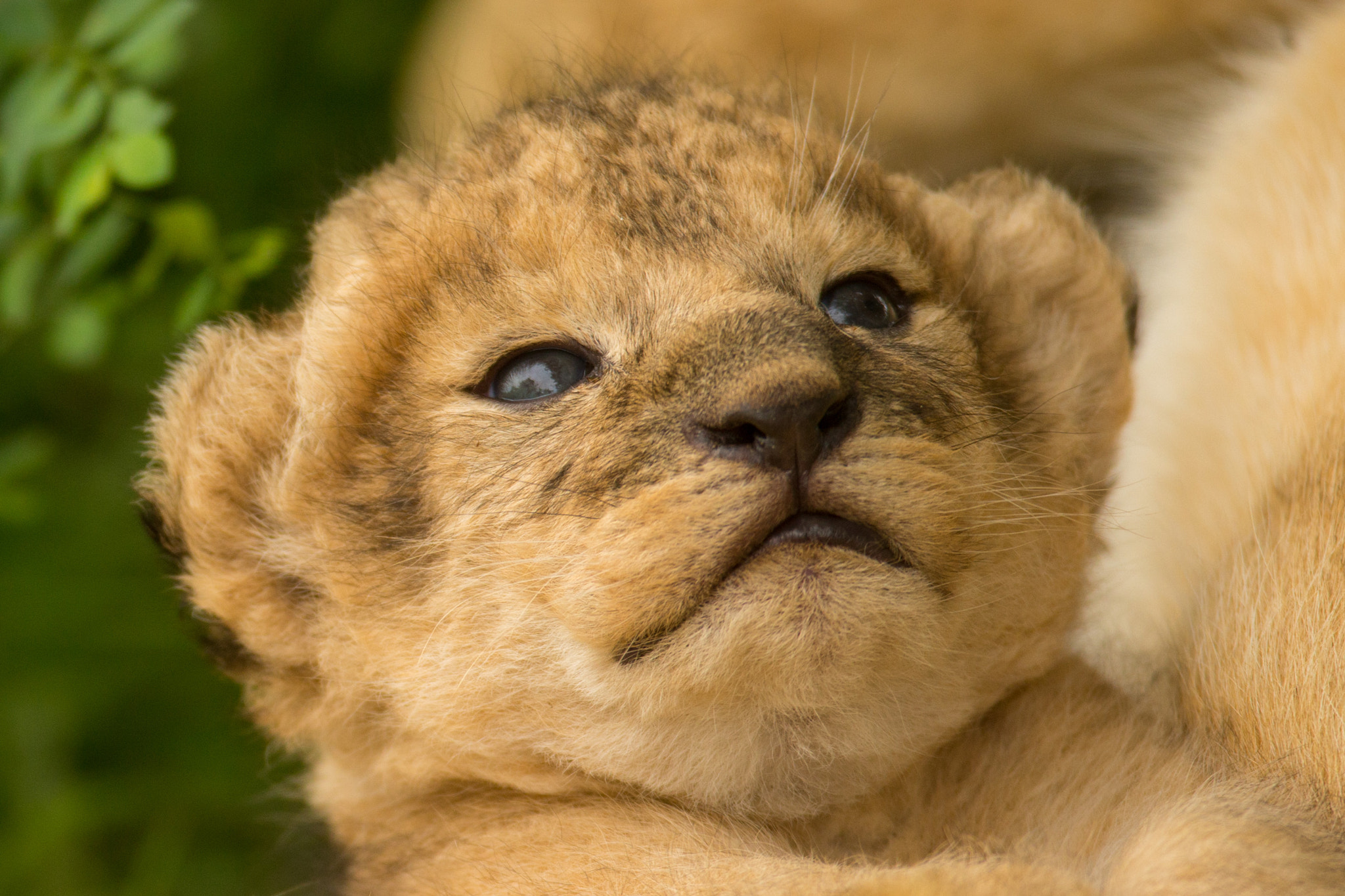 Canon EOS-1D X + Canon EF 600mm F4L IS USM sample photo. Lion cub photography