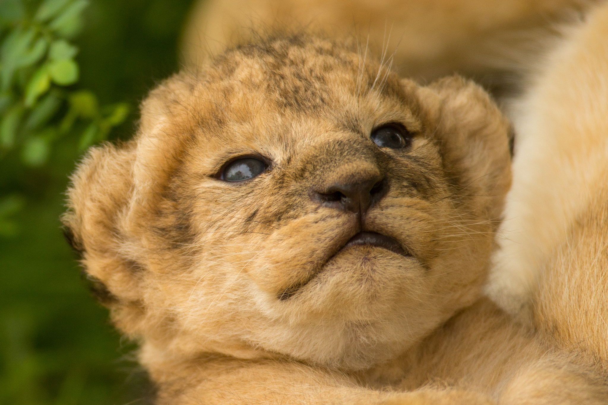Canon EF 600mm F4L IS USM sample photo. Lion cub photography