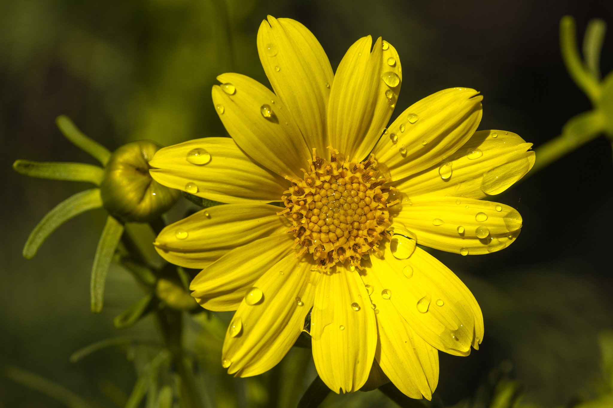 Sigma 105mm F2.8 EX DG OS HSM sample photo. Yellow flower photography