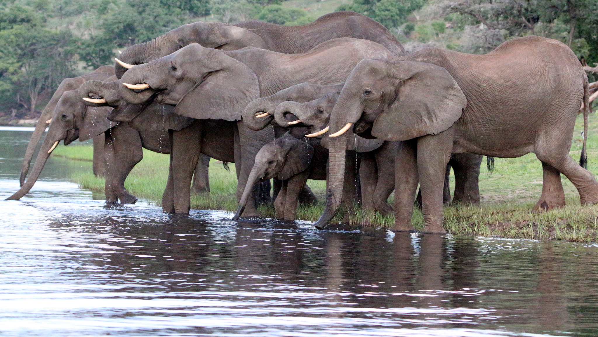 Tamron SP 150-600mm F5-6.3 Di VC USD sample photo. Elephants drinking at dusk photography