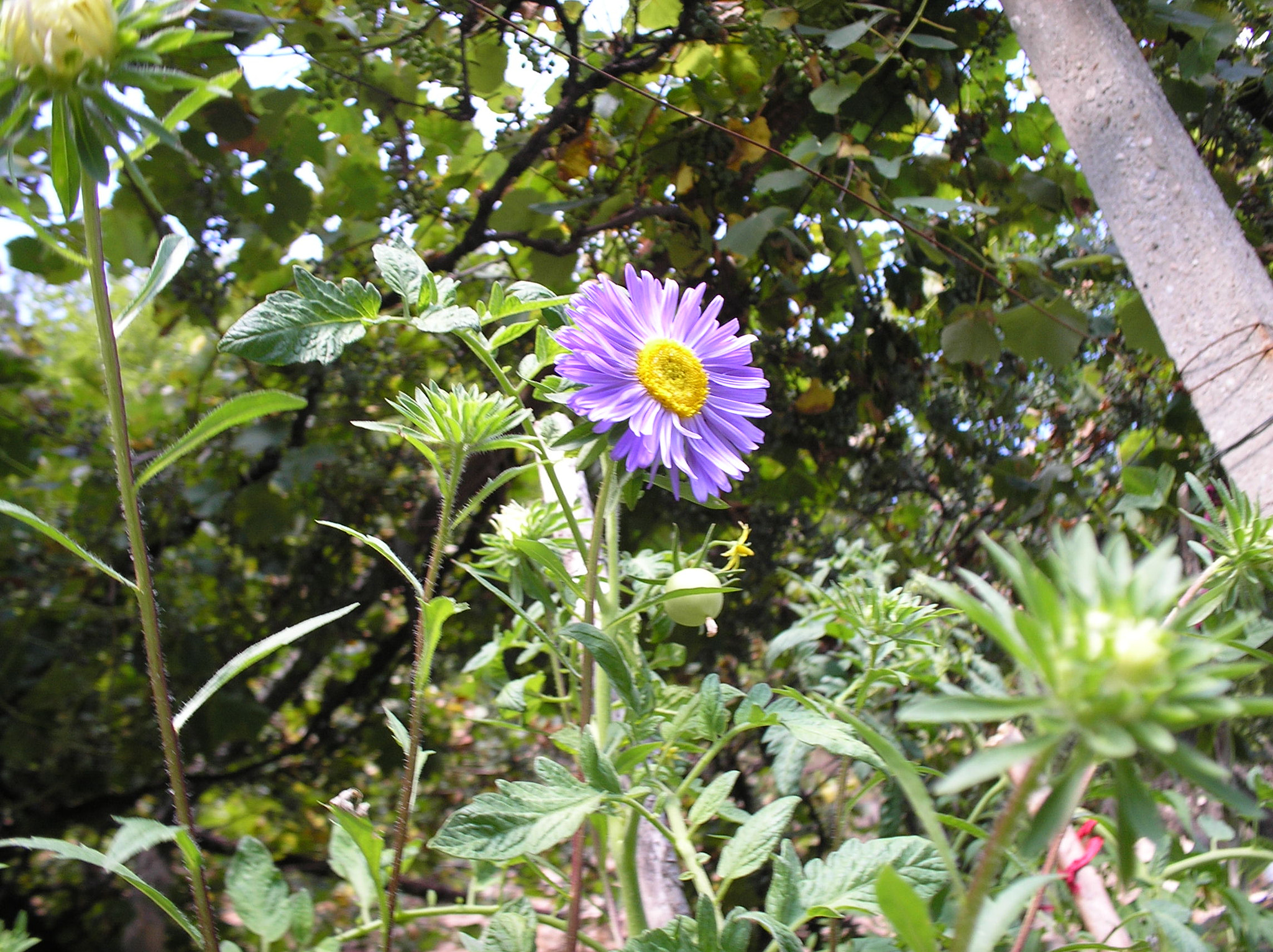 Olympus C170,D425 sample photo. Purple flower photography