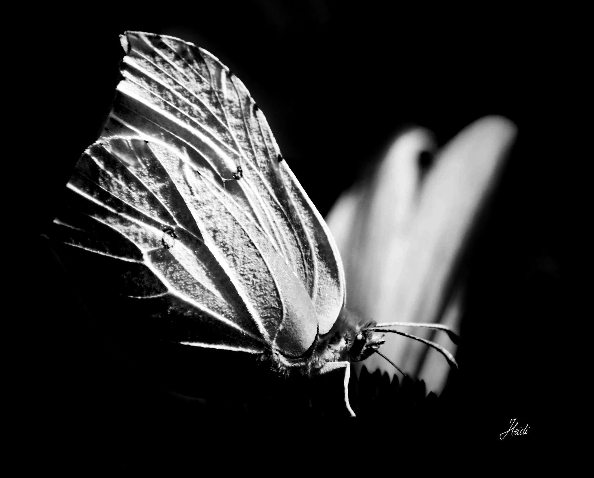 Canon EOS 1000D (EOS Digital Rebel XS / EOS Kiss F) + Canon EF 28mm F2.8 sample photo. Brimstone butterfly photography