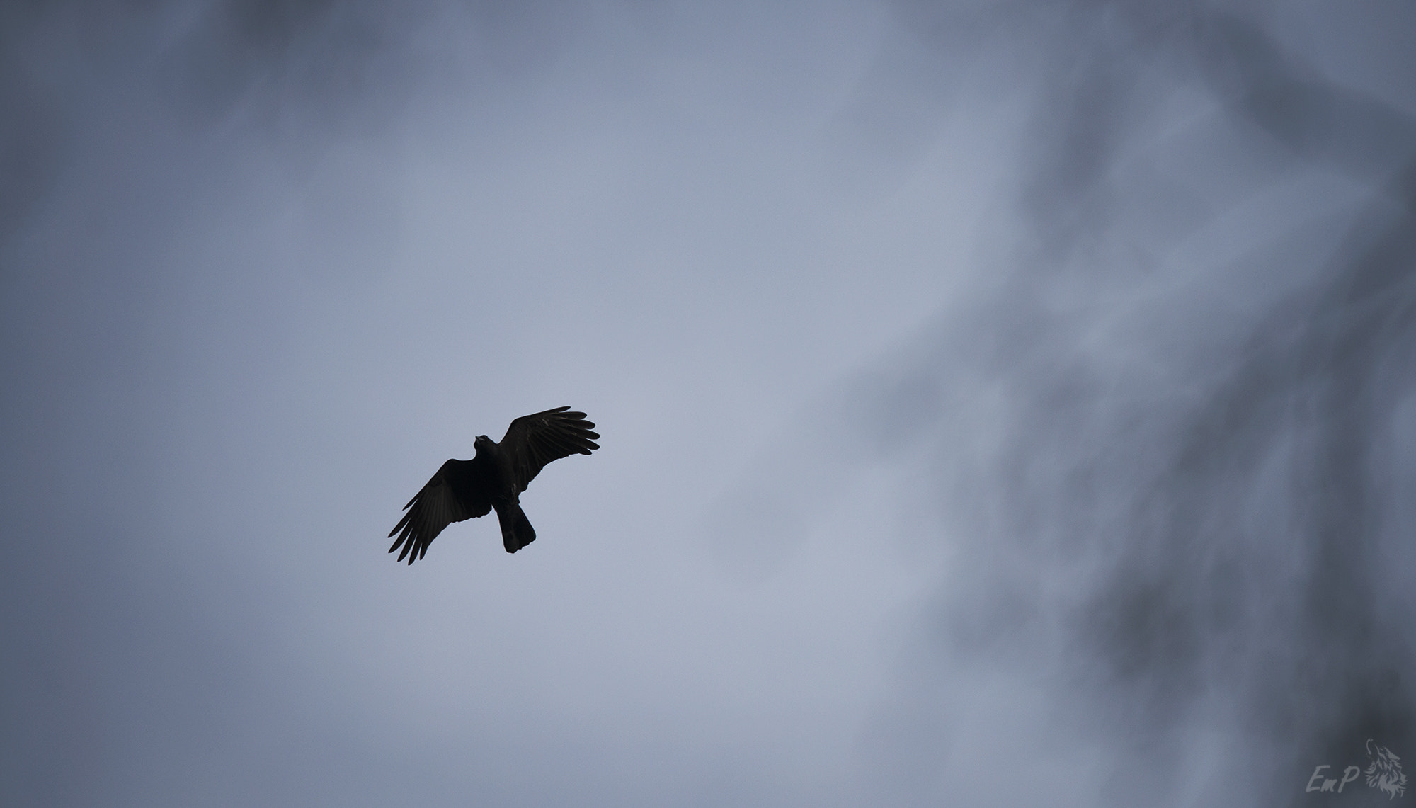 Nikon AF-S Nikkor 400mm F2.8G ED VR II sample photo. Carrion crow photography