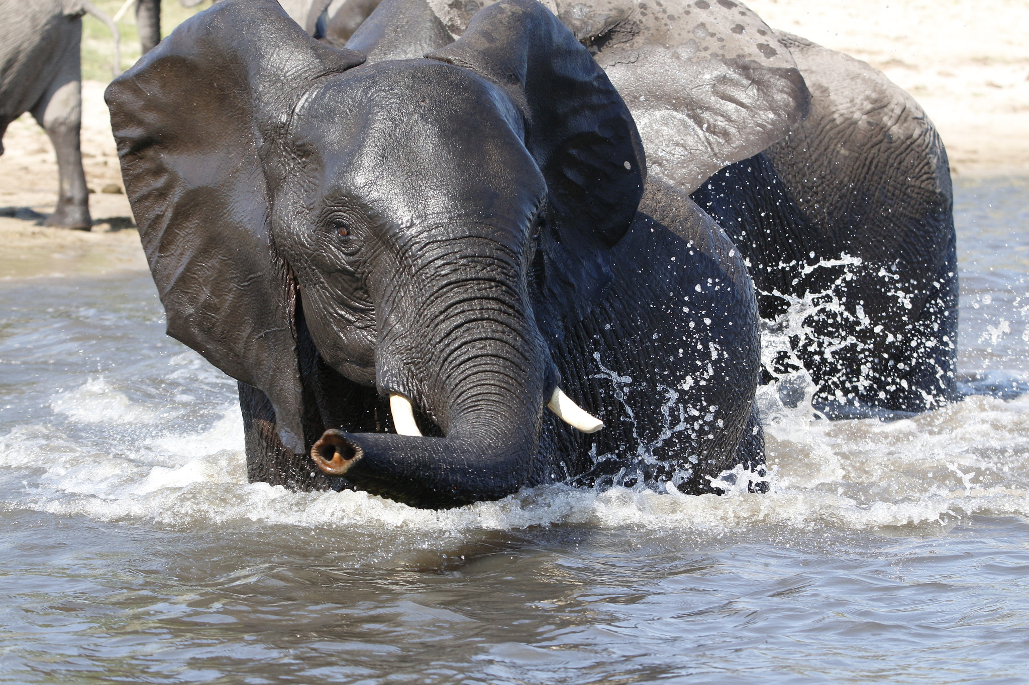 Canon EOS 650D (EOS Rebel T4i / EOS Kiss X6i) + Tamron SP 150-600mm F5-6.3 Di VC USD sample photo. Elephant in the water close up photography