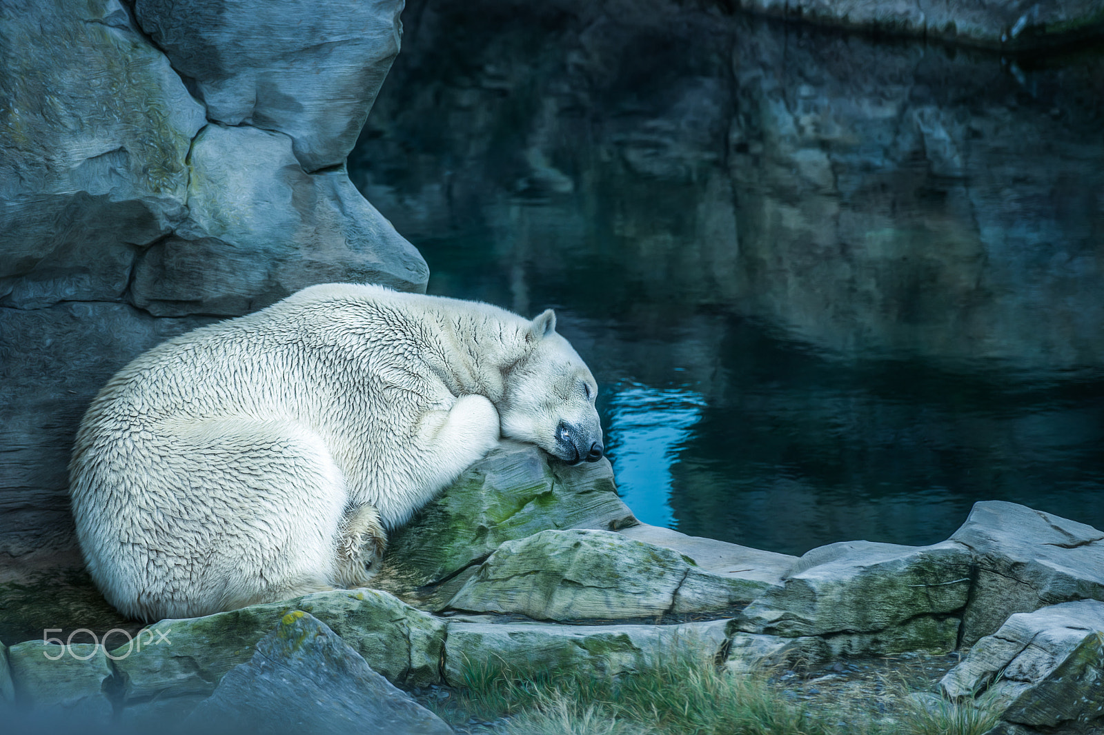 Sony 70-300mm F4.5-5.6 G SSM sample photo. Sleeping bear photography