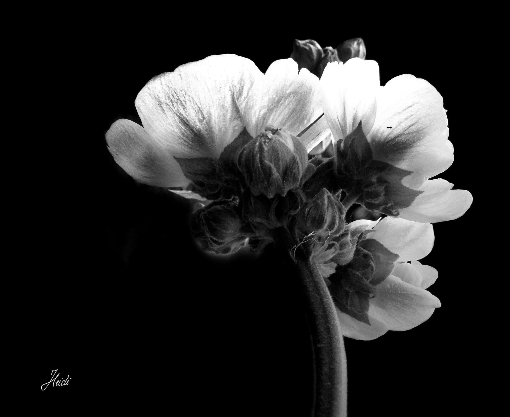Sony DSC-T77 sample photo. Mallow photography