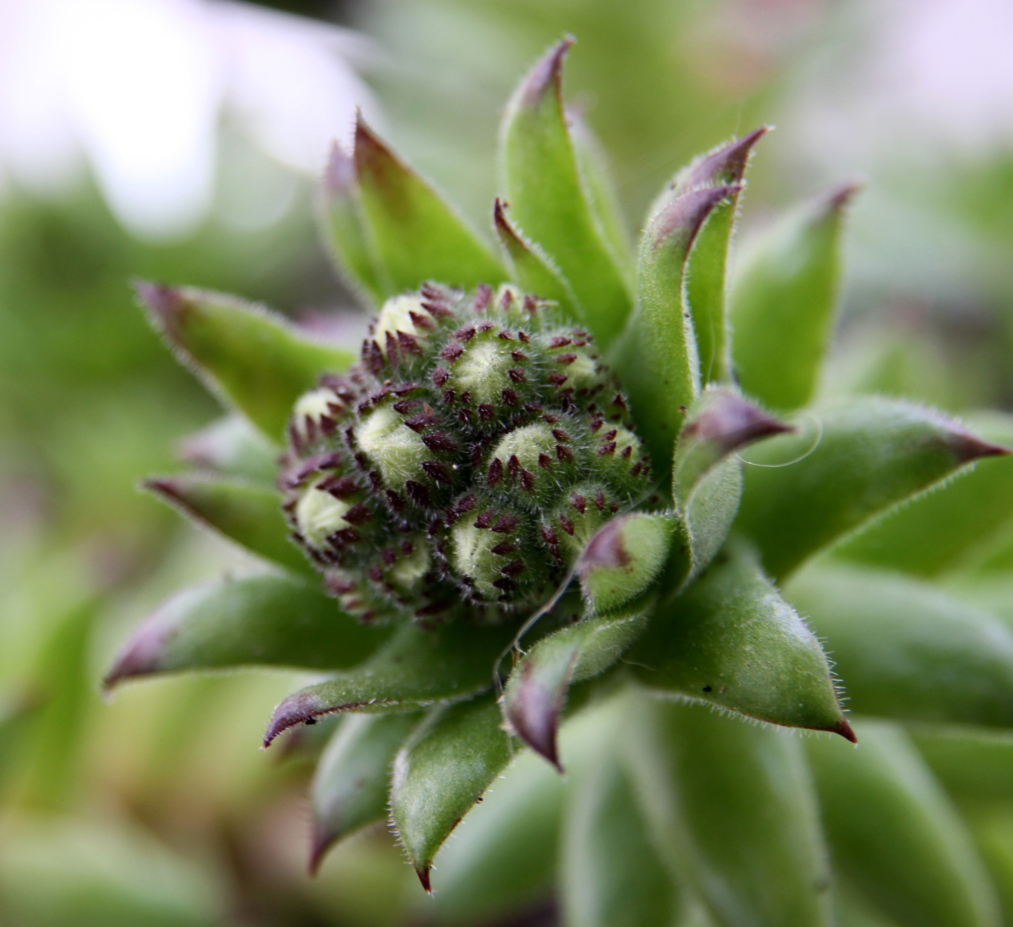 Sigma 17-70mm F2.8-4 DC Macro OS HSM sample photo. Plant photography