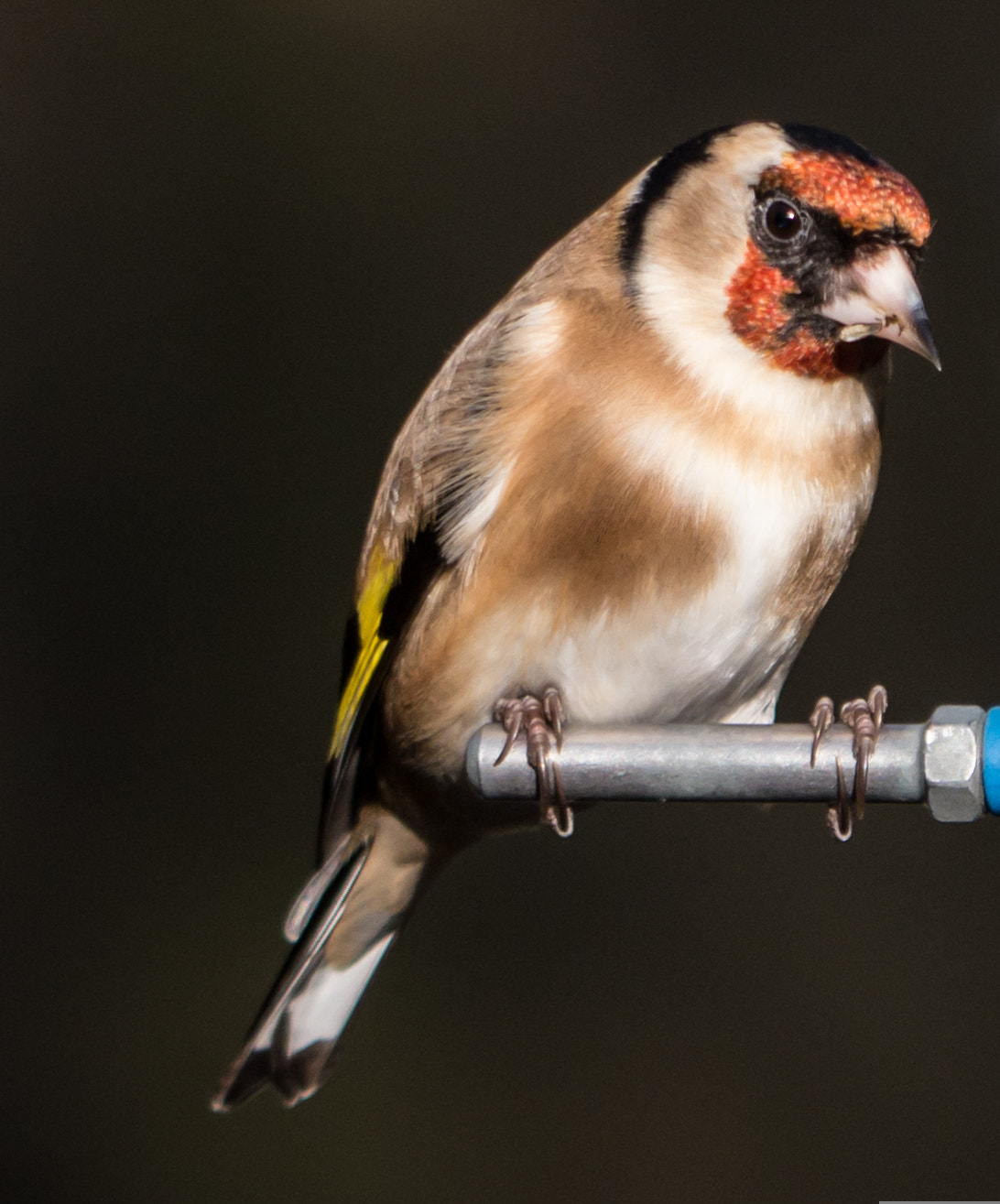 Panasonic Lumix G Vario 45-200mm F4-5.6 OIS sample photo. Goldfinch photography