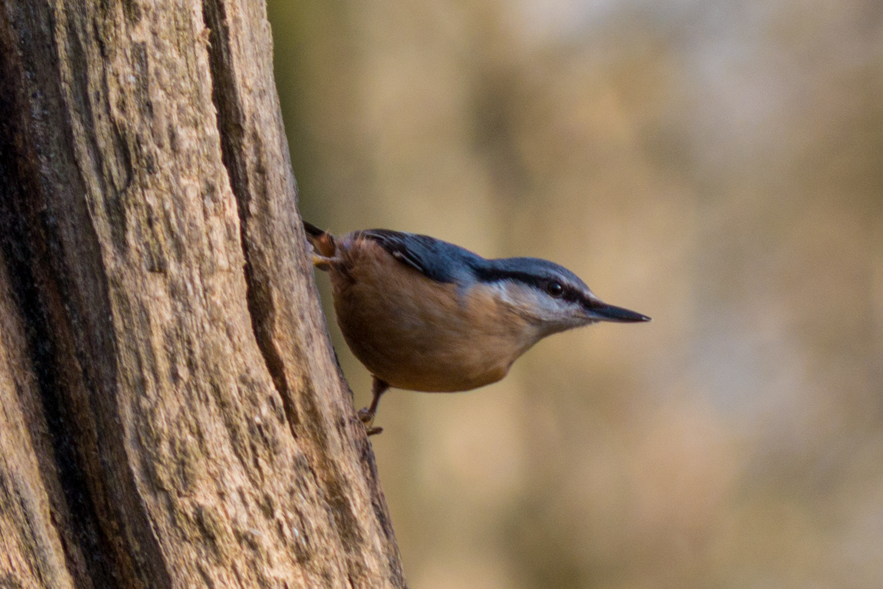 Panasonic Lumix G Vario 45-200mm F4-5.6 OIS sample photo. Nuthatch photography