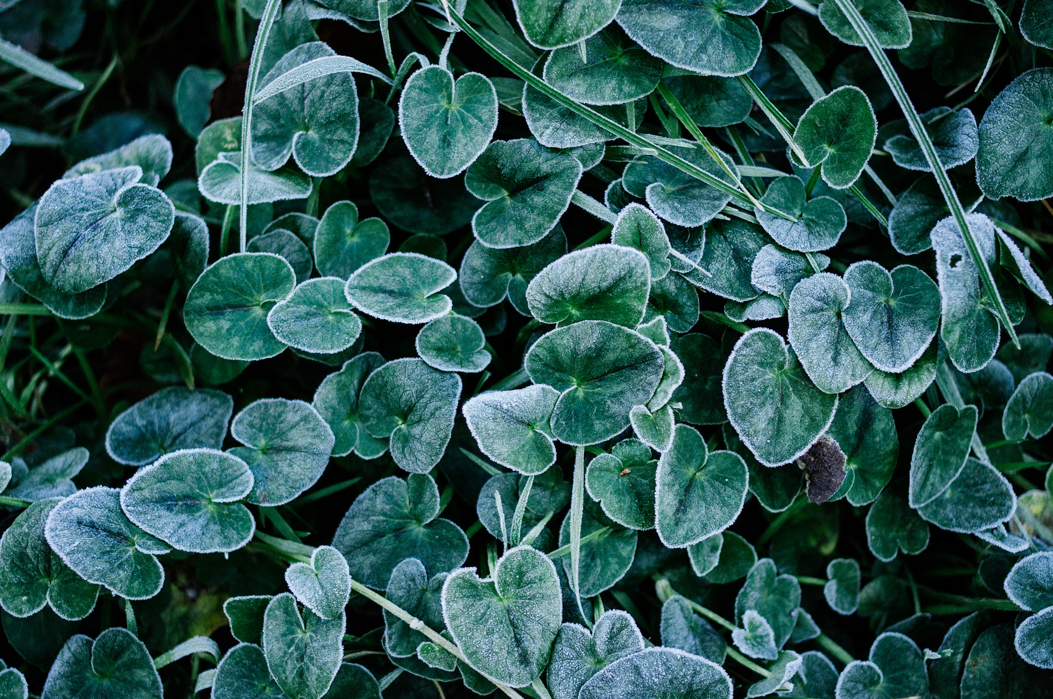 Pentax K-r + Pentax smc DA 35mm F2.4 AL sample photo. Morning leaves photography