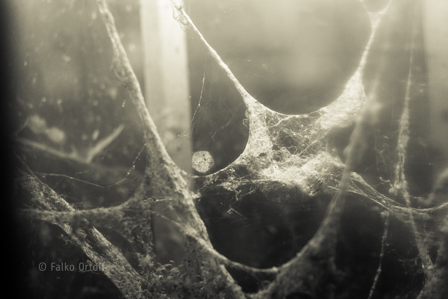 Canon EOS 600D (Rebel EOS T3i / EOS Kiss X5) + Canon EF 35mm F2 sample photo. Spider web photography