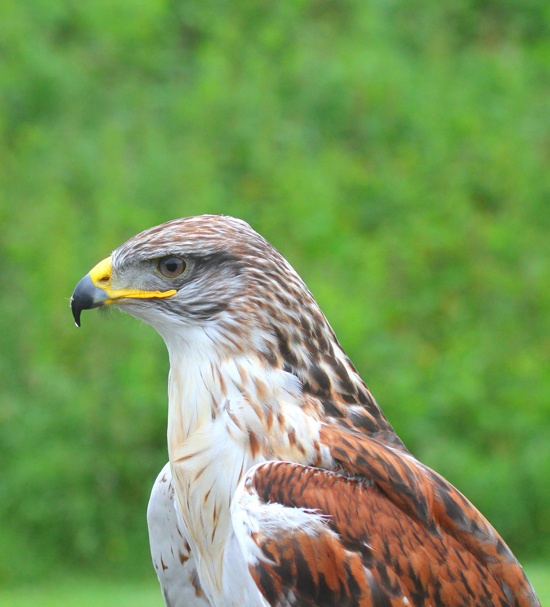 Canon EF 100-400mm F4.5-5.6L IS USM sample photo. Ferrigineus buzzard photography