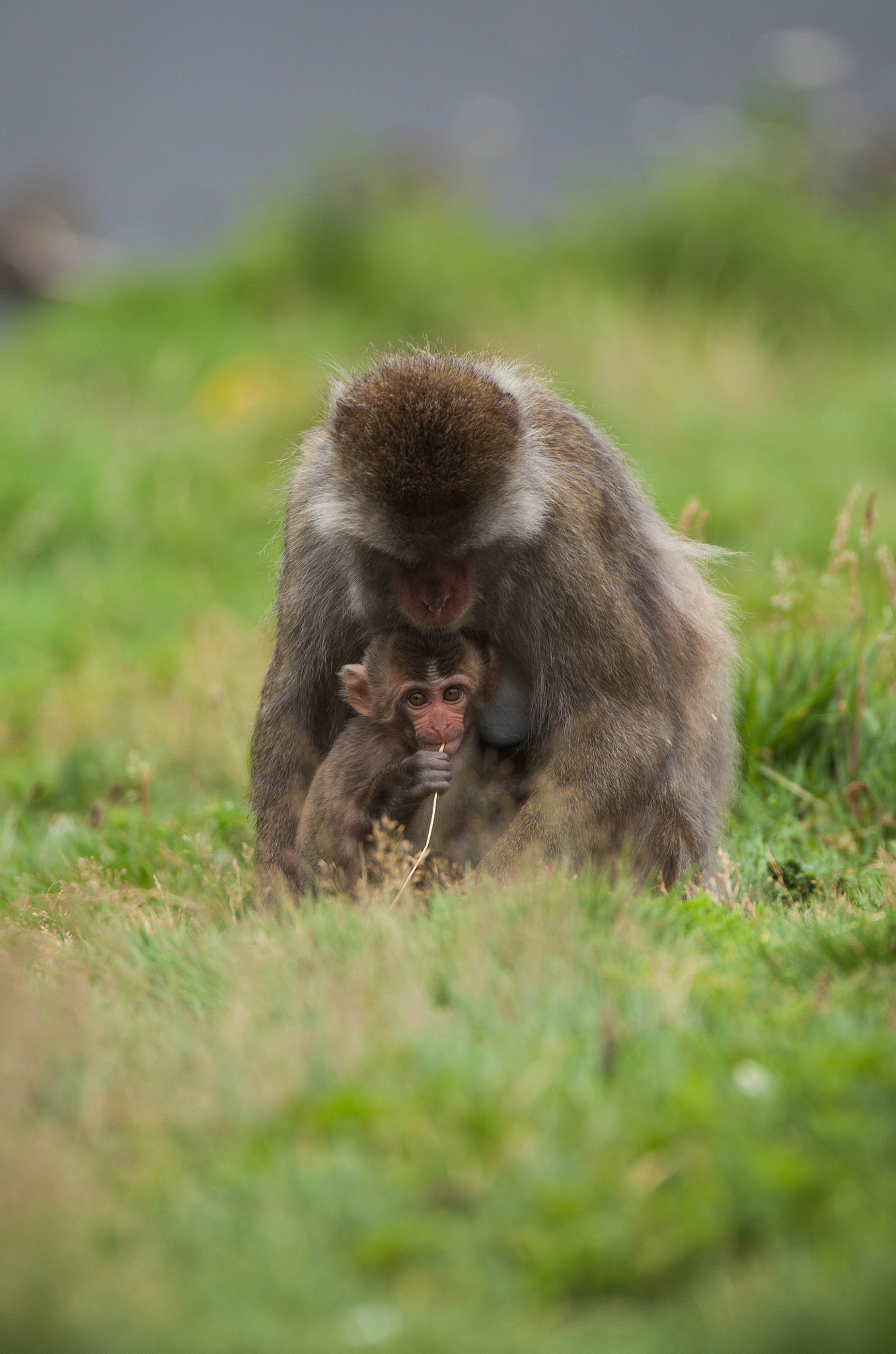 Canon EOS 5D Mark II + Sigma 120-300mm F2.8 EX DG HSM sample photo. Snow monkey with young photography