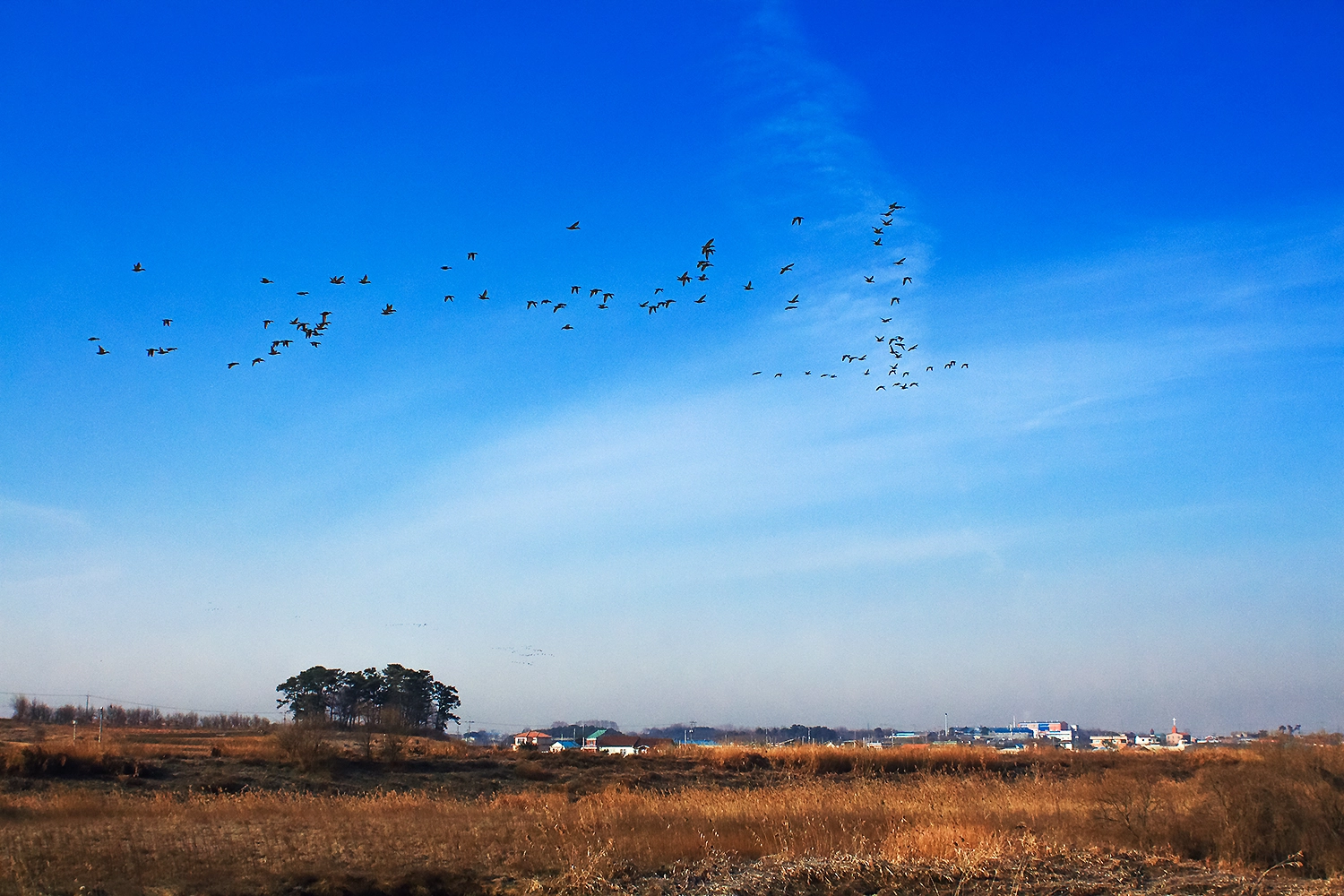 Canon EOS 650D (EOS Rebel T4i / EOS Kiss X6i) + Canon EF 28mm F1.8 USM sample photo. 철새 photography