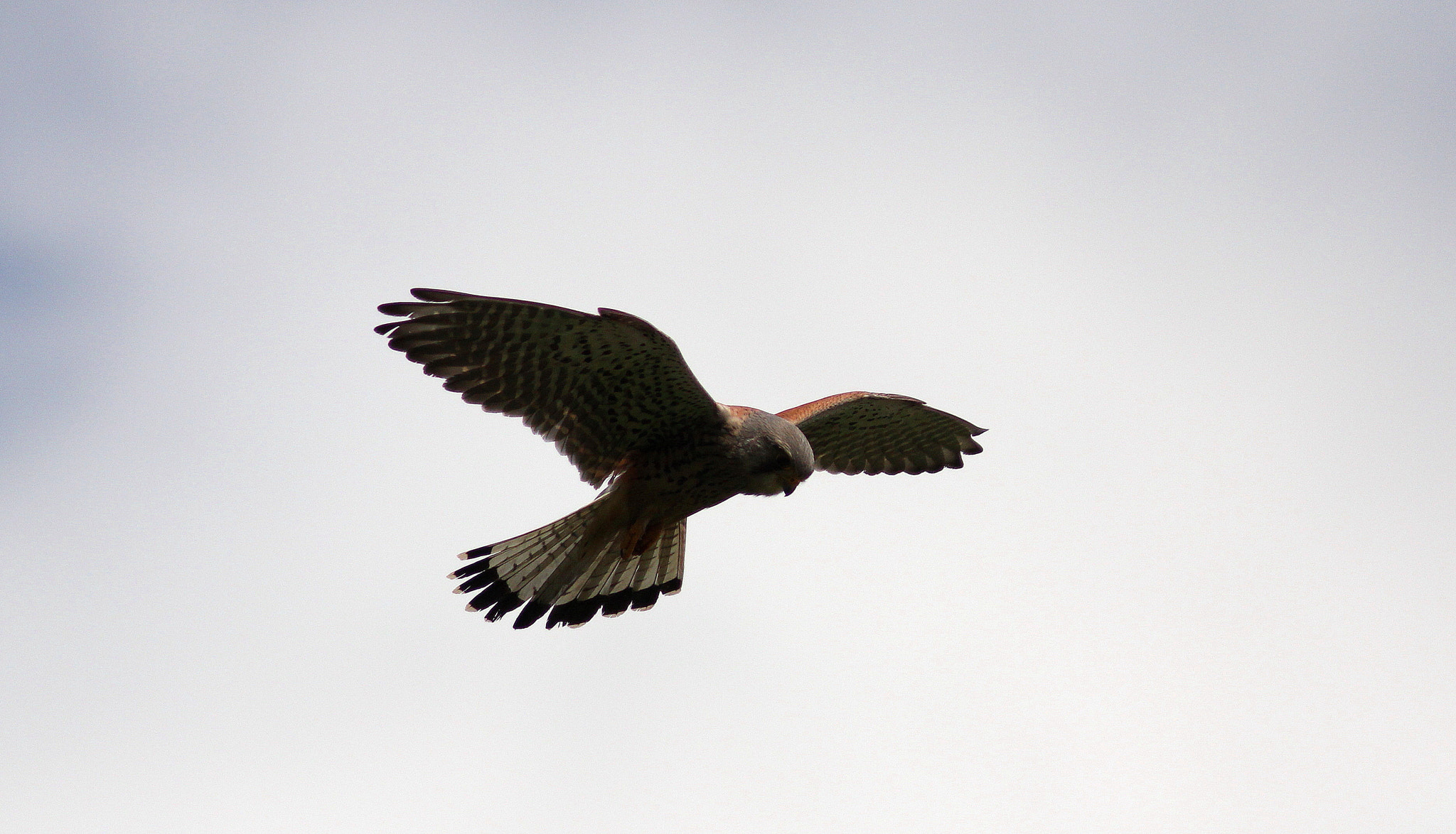 Canon EF 300mm F4L IS USM sample photo. Kestrel hunting photography