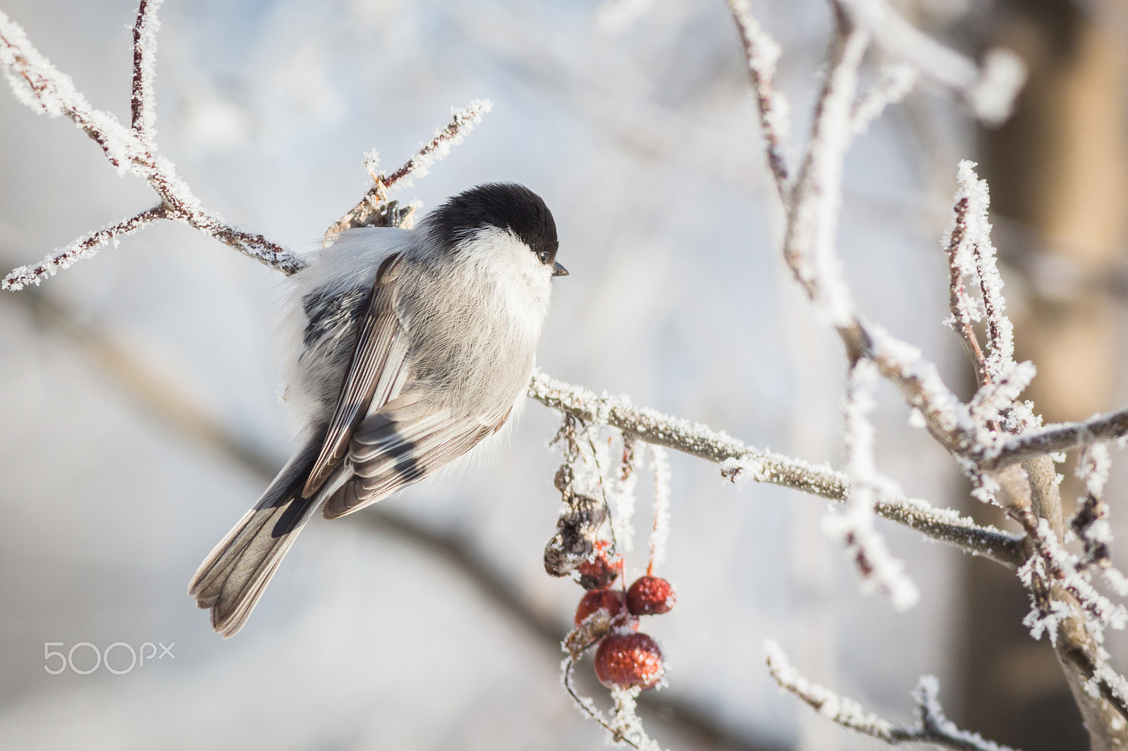 Canon EOS 650D (EOS Rebel T4i / EOS Kiss X6i) + Canon EF 400mm F5.6L USM sample photo. Willow tit photography