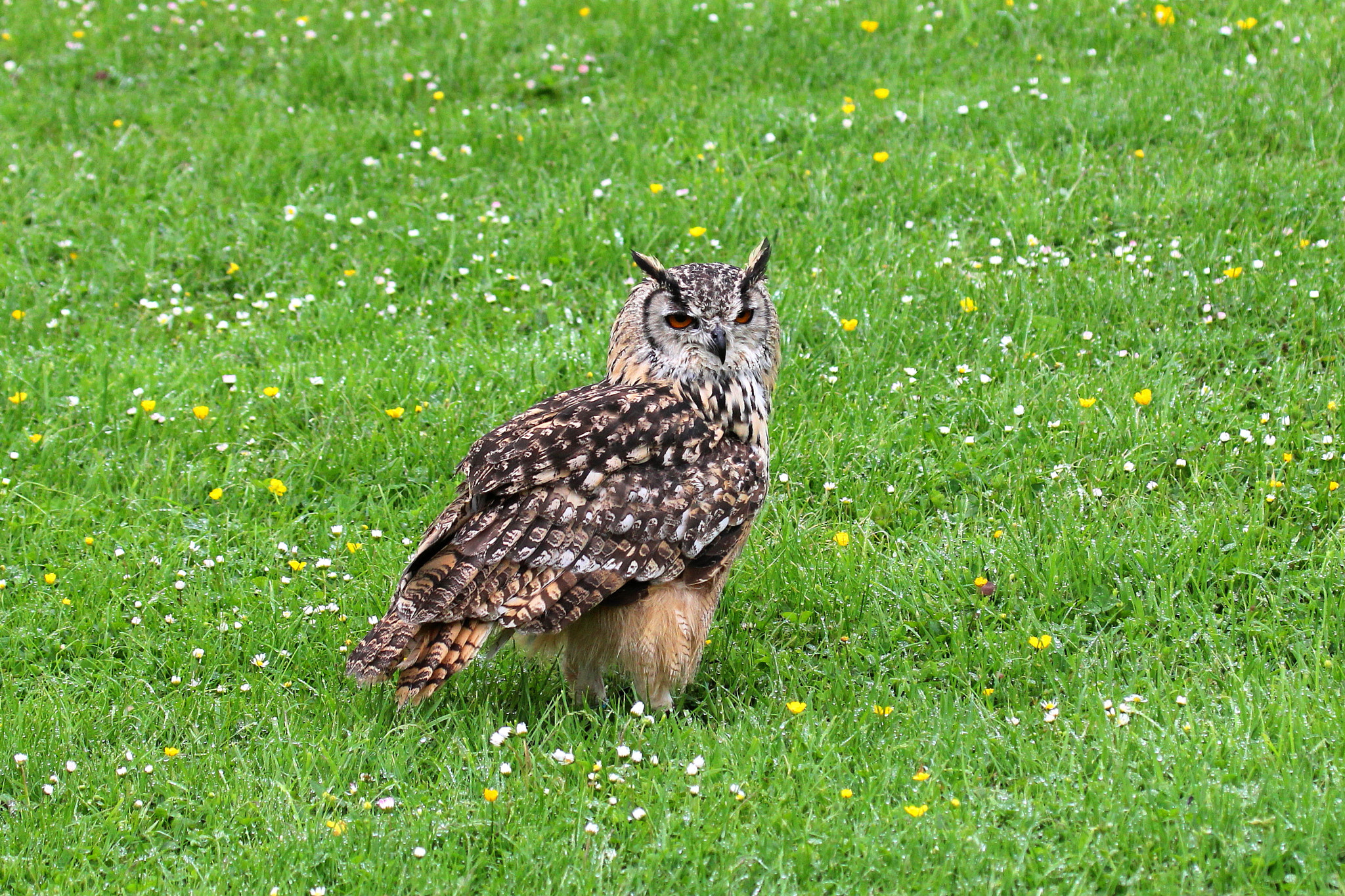 Canon EF 100-400mm F4.5-5.6L IS USM sample photo. Bengalese eagle owl photography