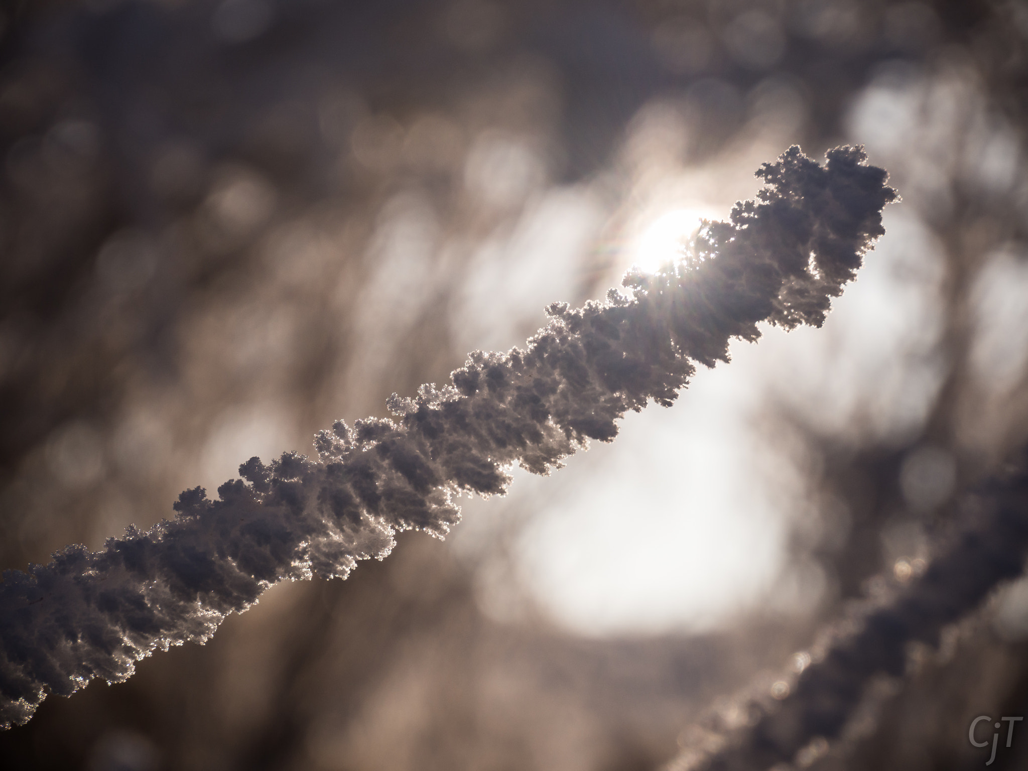 Olympus OM-D E-M10 + LUMIX G VARIO PZ 14-42/F3.5-5.6 sample photo. Frosted twig photography
