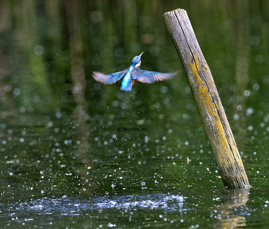 Nikon AF-S Nikkor 600mm F4D ED-IF II sample photo. Kingfisher photography