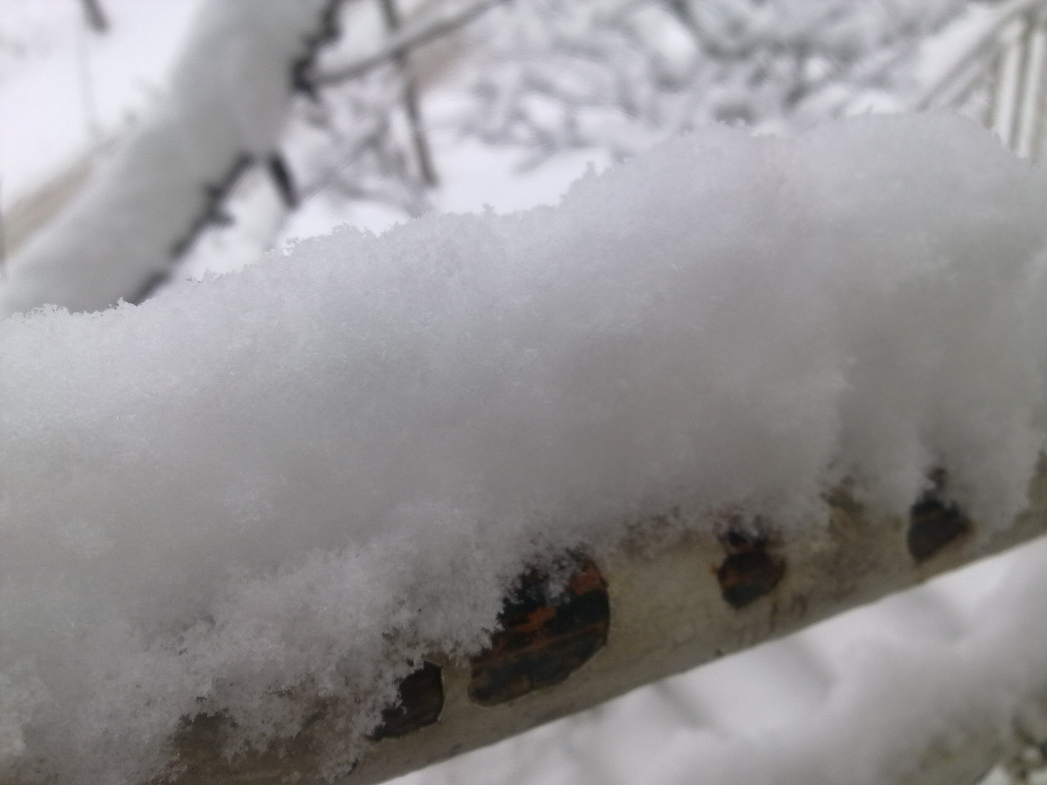 Nokia C6-00 sample photo. Snow photography