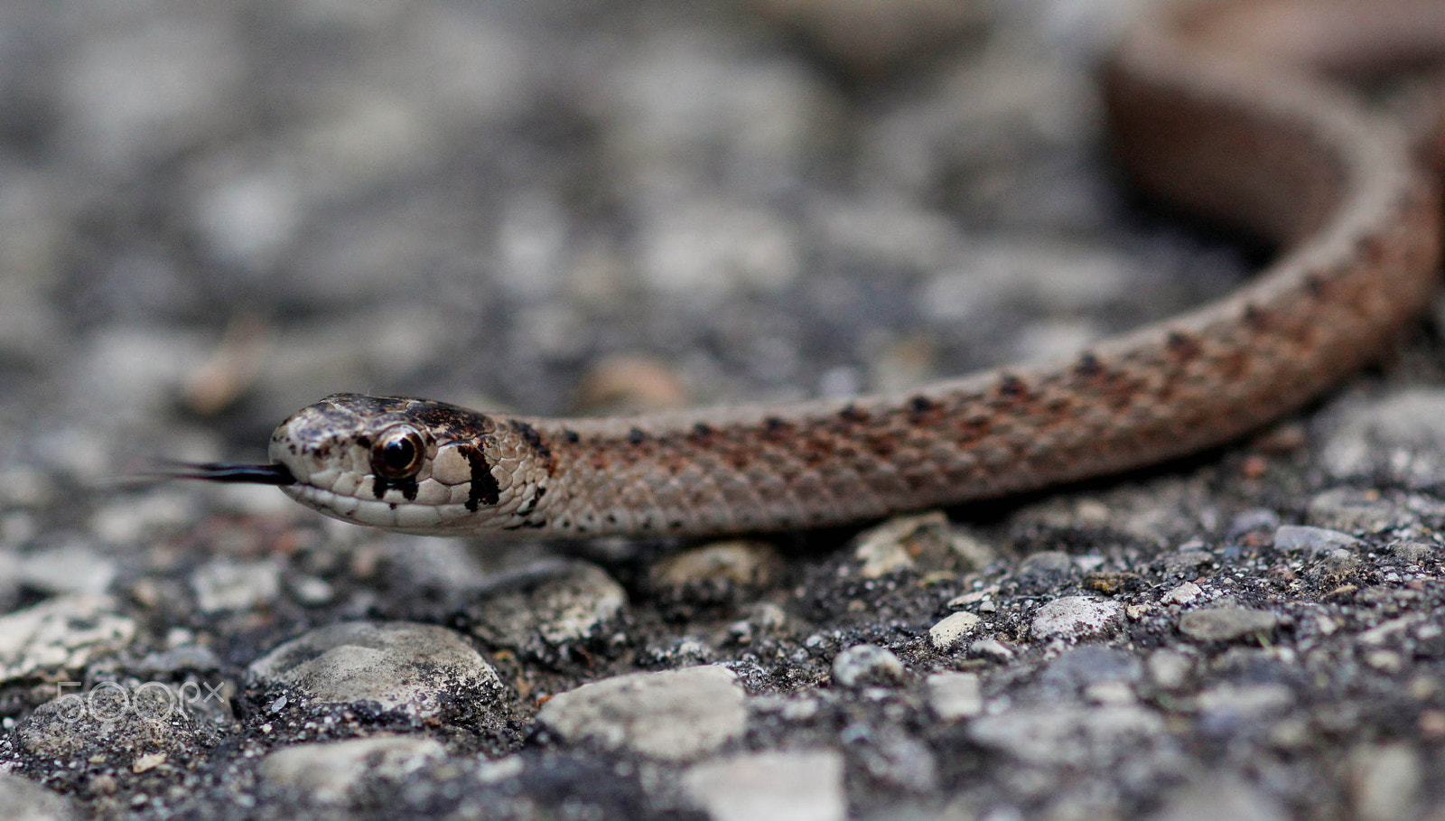 Canon EOS 600D (Rebel EOS T3i / EOS Kiss X5) + Canon EF 100mm F2.8 Macro USM sample photo. Hissing snake on the bike path photography