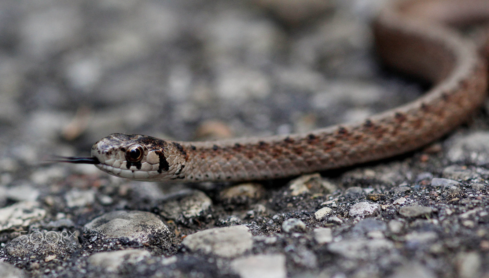 Canon EF 100mm F2.8 Macro USM sample photo. Hissing snake on the bike path photography