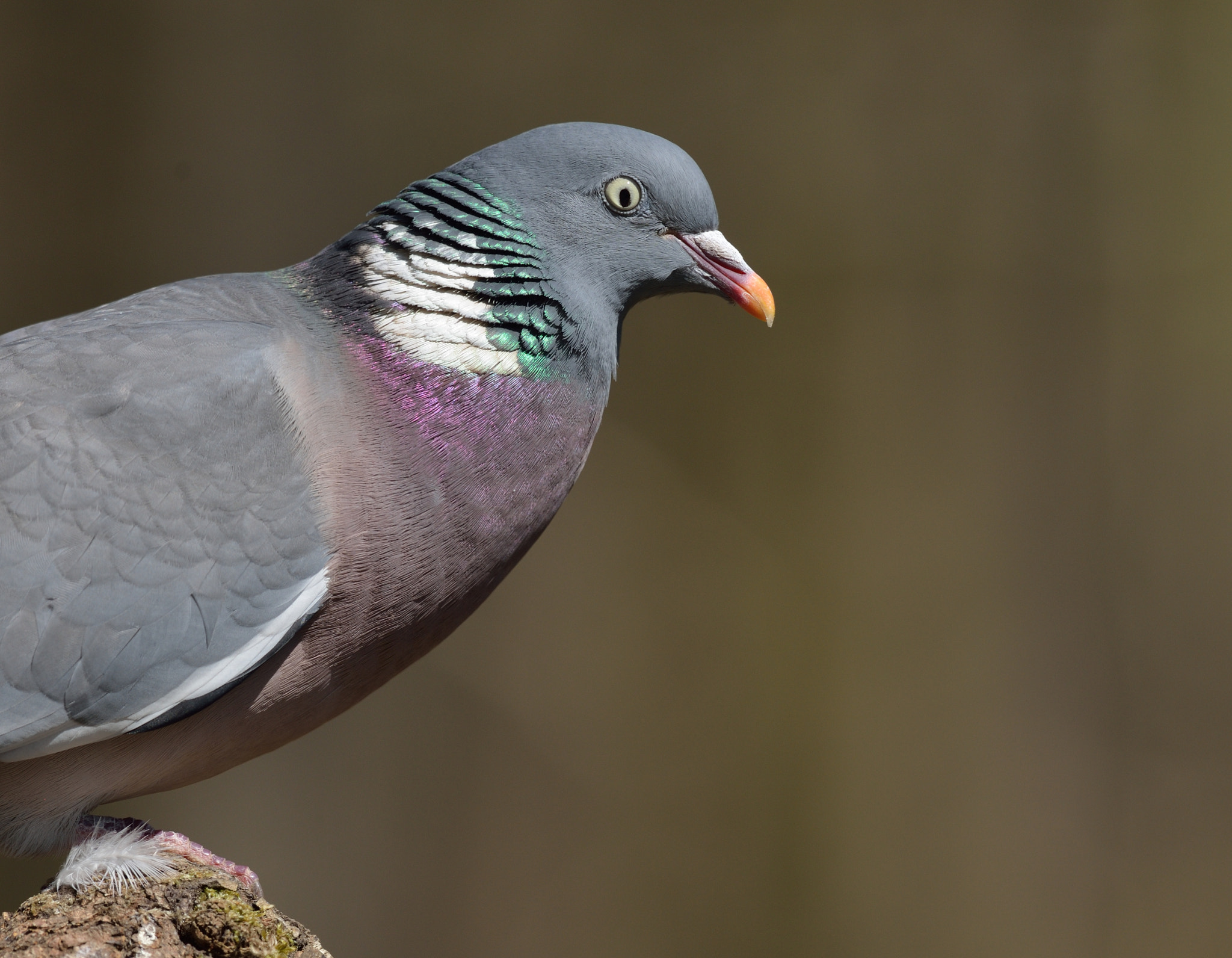 Nikon AF-S Nikkor 400mm F2.8D ED-IF II sample photo. Houtduif photography