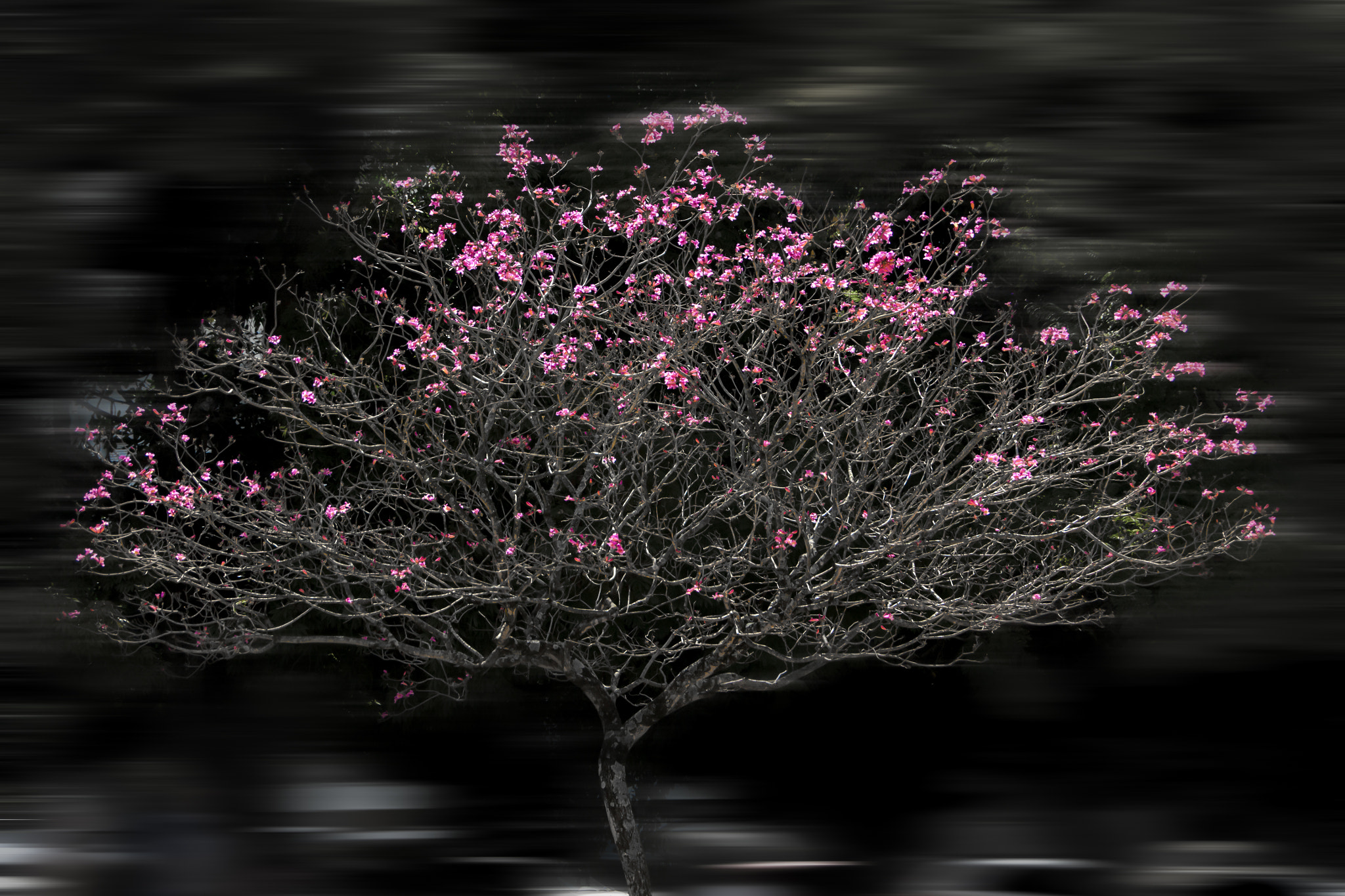 Sigma 18-250mm F3.5-6.3 DC OS HSM sample photo. Pink photography