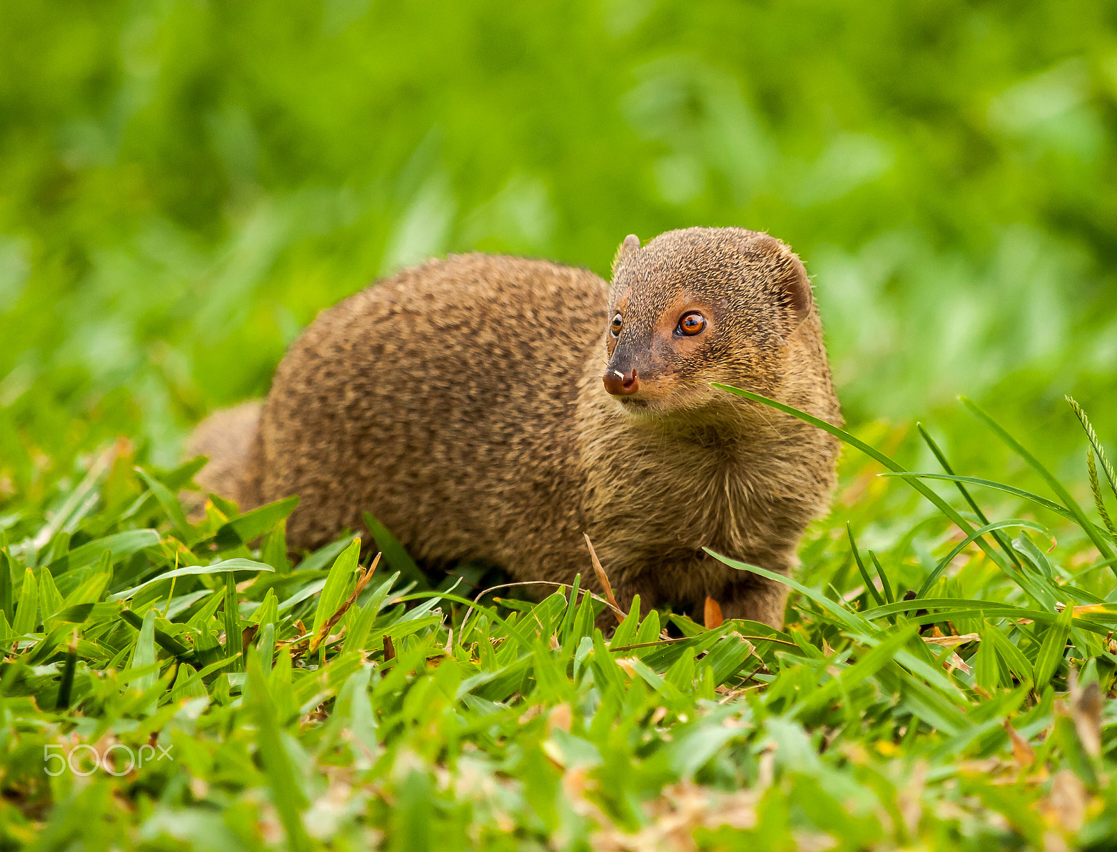 Olympus E-30 + Olympus Zuiko Digital ED 50-200mm F2.8-3.5 SWD sample photo. Mongoose on the hunt photography