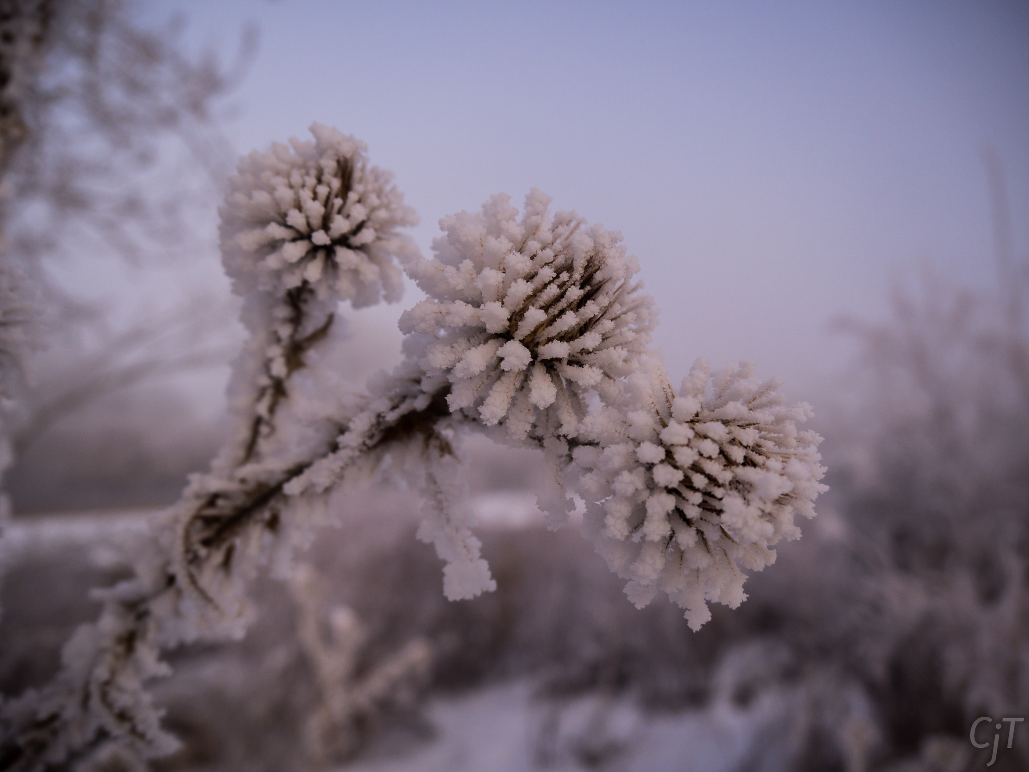 LUMIX G VARIO PZ 14-42/F3.5-5.6 sample photo. Frozen thistle photography
