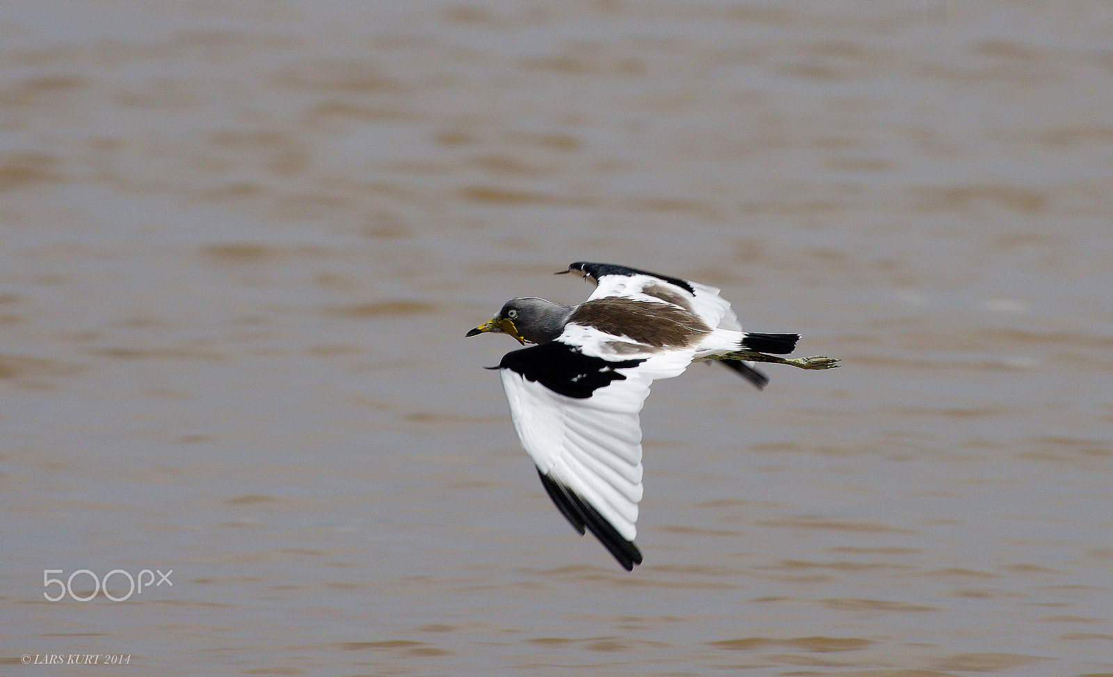 Pentax K-5 sample photo. Hvitkronvipe photography