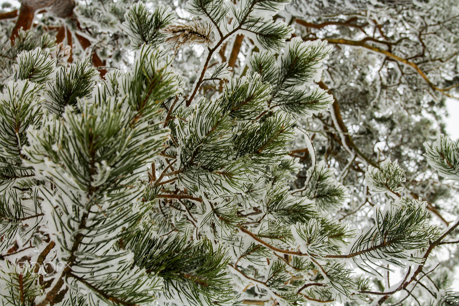 Canon EOS 1100D (EOS Rebel T3 / EOS Kiss X50) + Canon EF 17-40mm F4L USM sample photo. Pine tree in winter photography