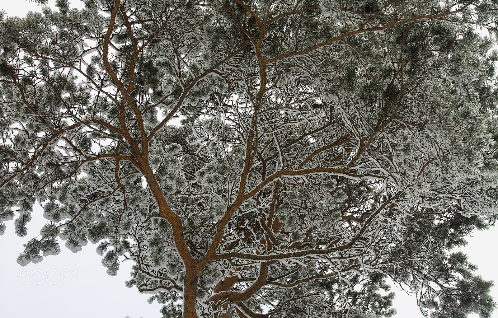 Canon EOS 1100D (EOS Rebel T3 / EOS Kiss X50) + Canon EF 17-40mm F4L USM sample photo. Pine tree in winter photography