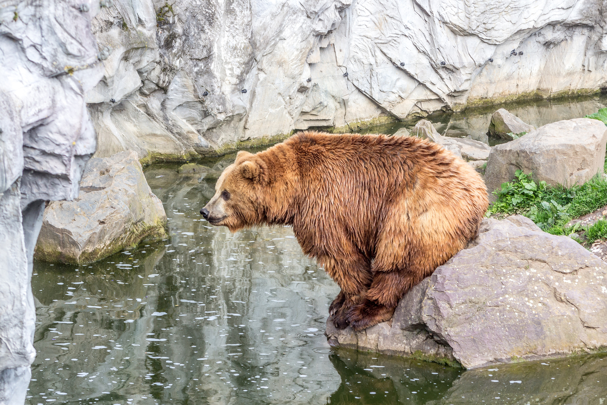 Sigma 70-300mm F4-5.6 APO DG Macro sample photo. Alaska brown bear photography