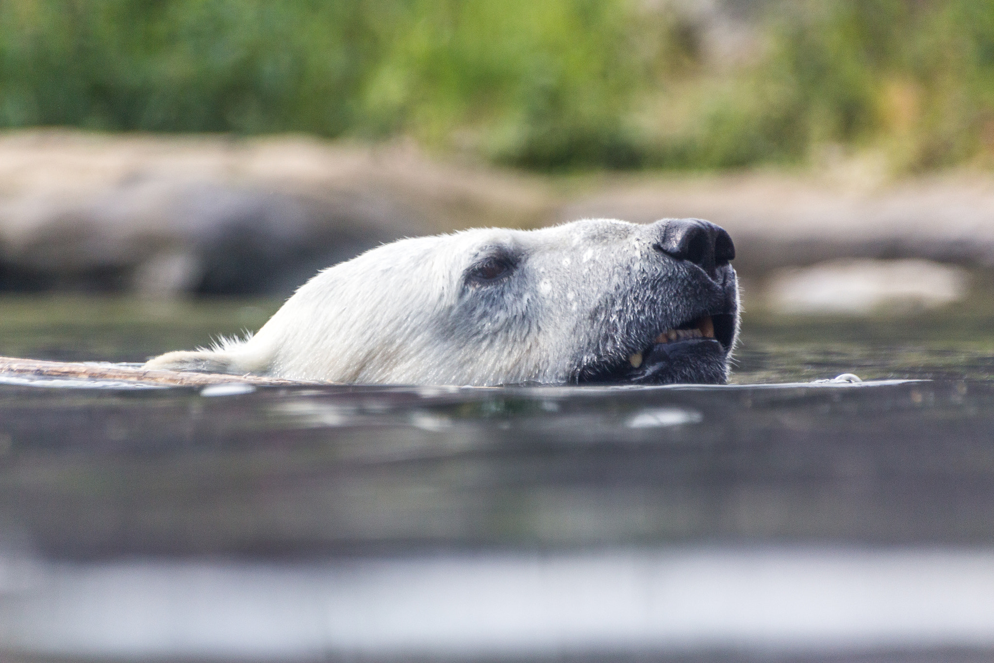 Sigma 70-300mm F4-5.6 APO DG Macro sample photo. Swimming ice bear photography