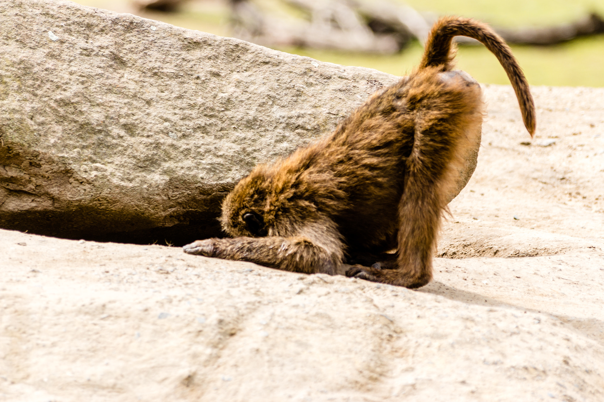 Sigma 70-300mm F4-5.6 APO DG Macro sample photo. What is there? - baboon photography