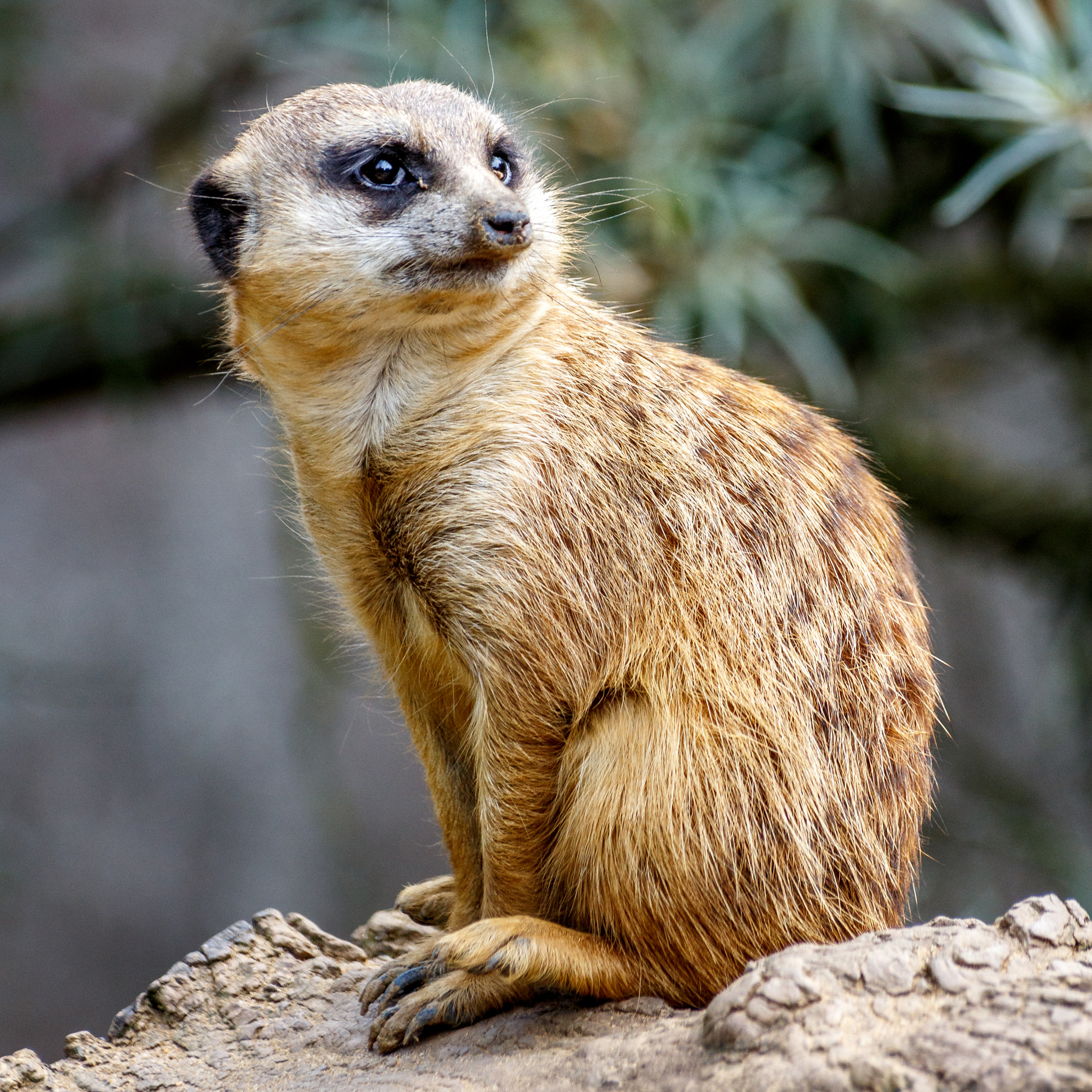 Sigma 70-300mm F4-5.6 APO DG Macro sample photo. Meerkat on the lookout photography