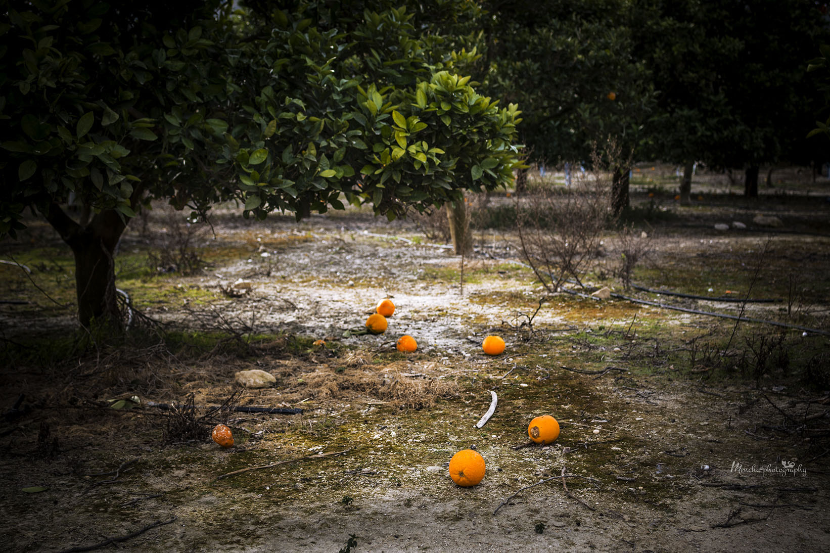EF28-70mm f/2.8L USM sample photo. Orange photography