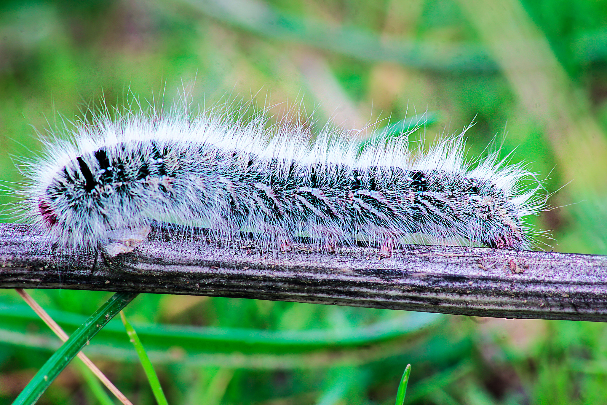 Canon EOS M sample photo. Silkworm photography