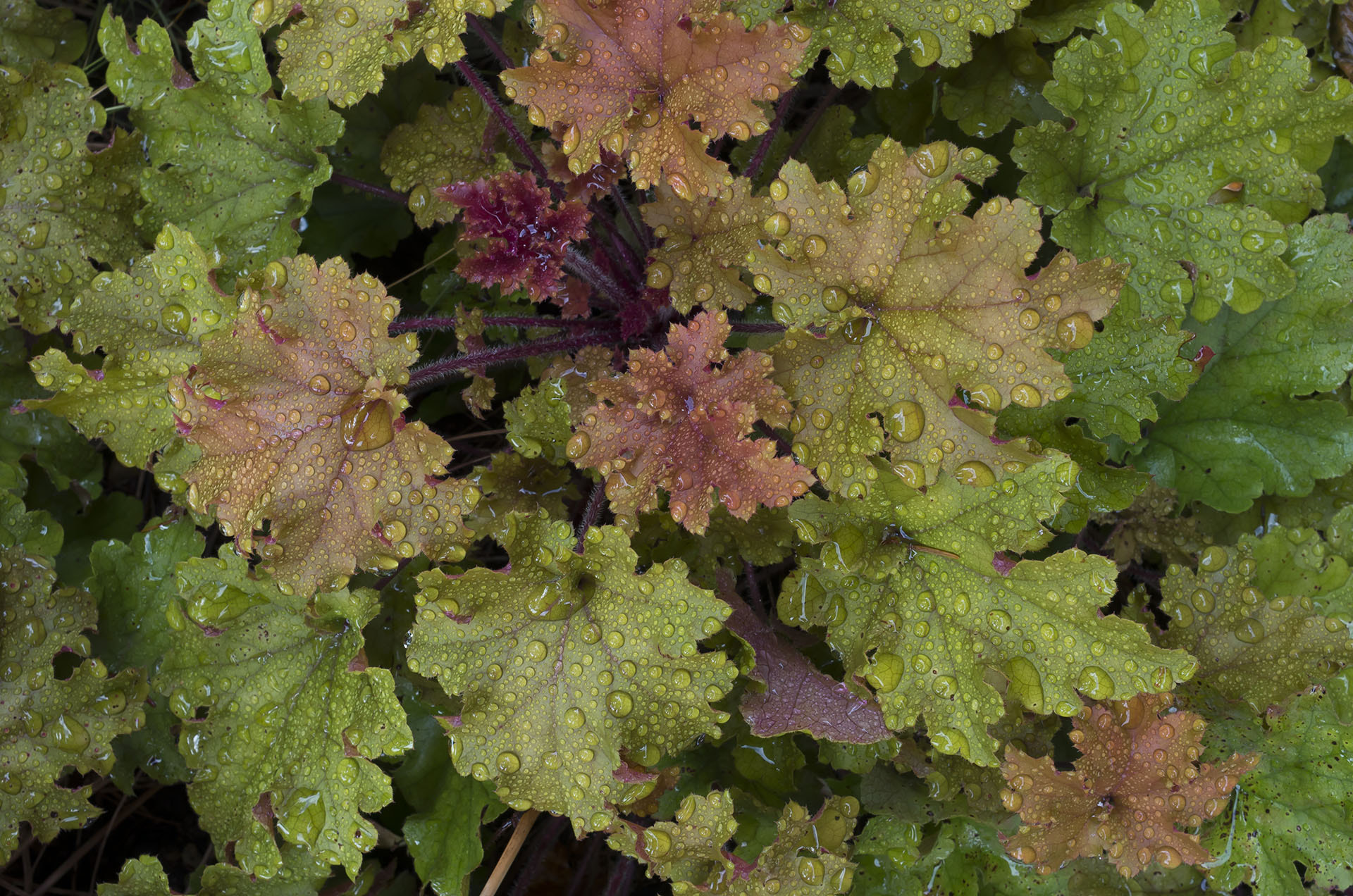 Pentax smc DA 35mm F2.8 Macro Limited sample photo. Heuchera in the rain photography