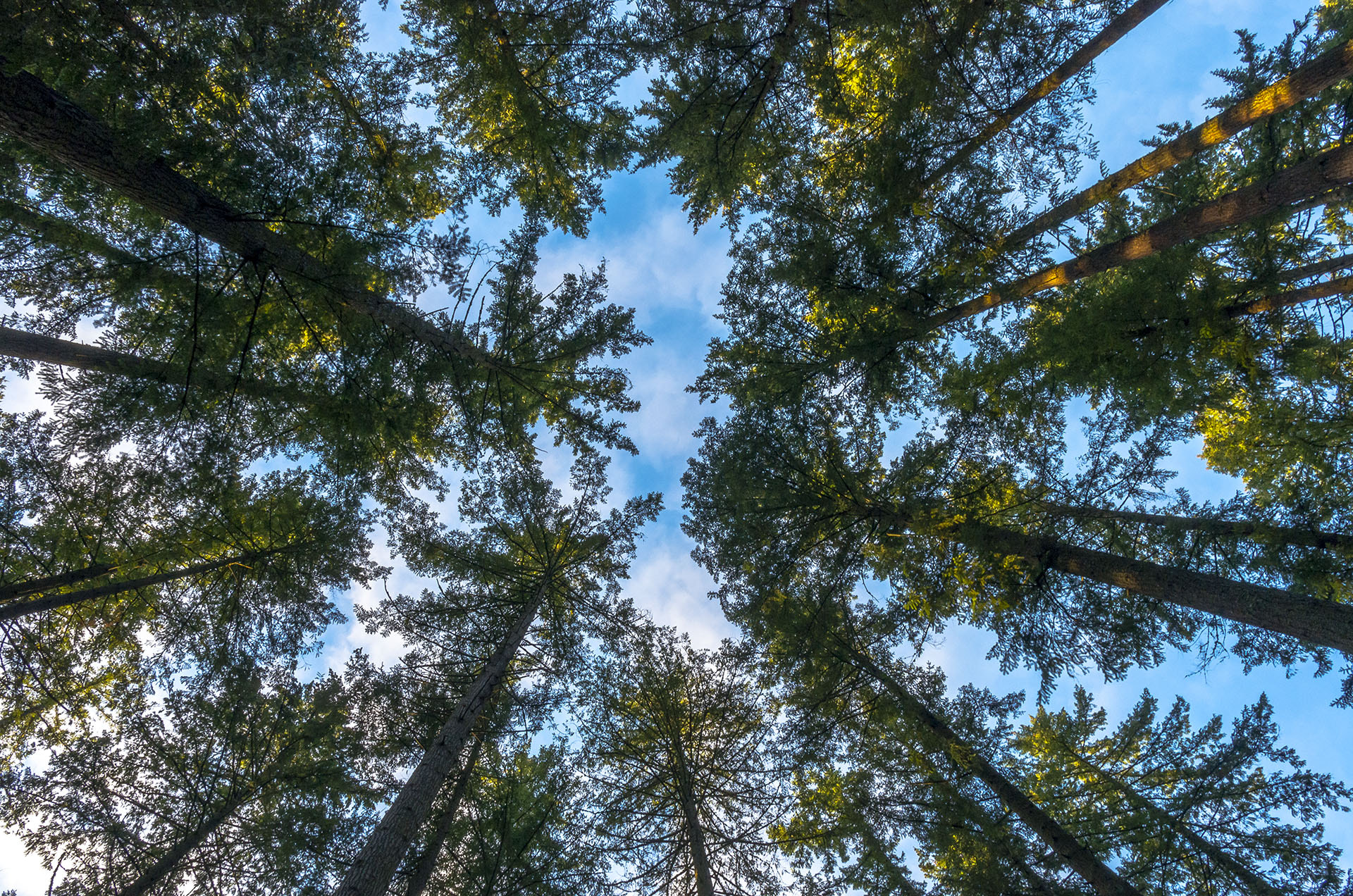 Pentax smc DA 15mm F4 ED AL Limited sample photo. "time spent amongst the trees is never time wasted." photography