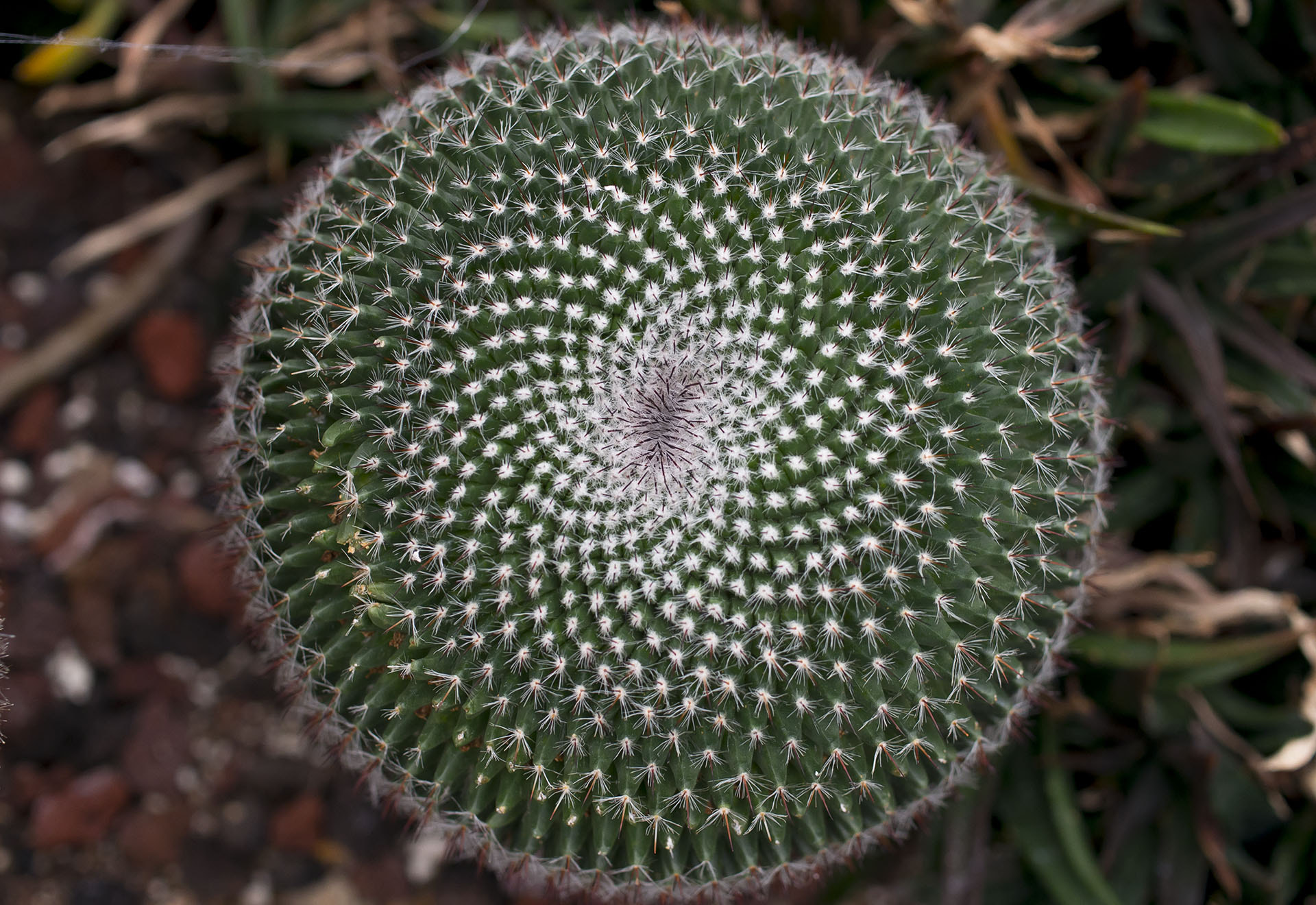 Pentax K-5 II sample photo. Spiral cactus photography