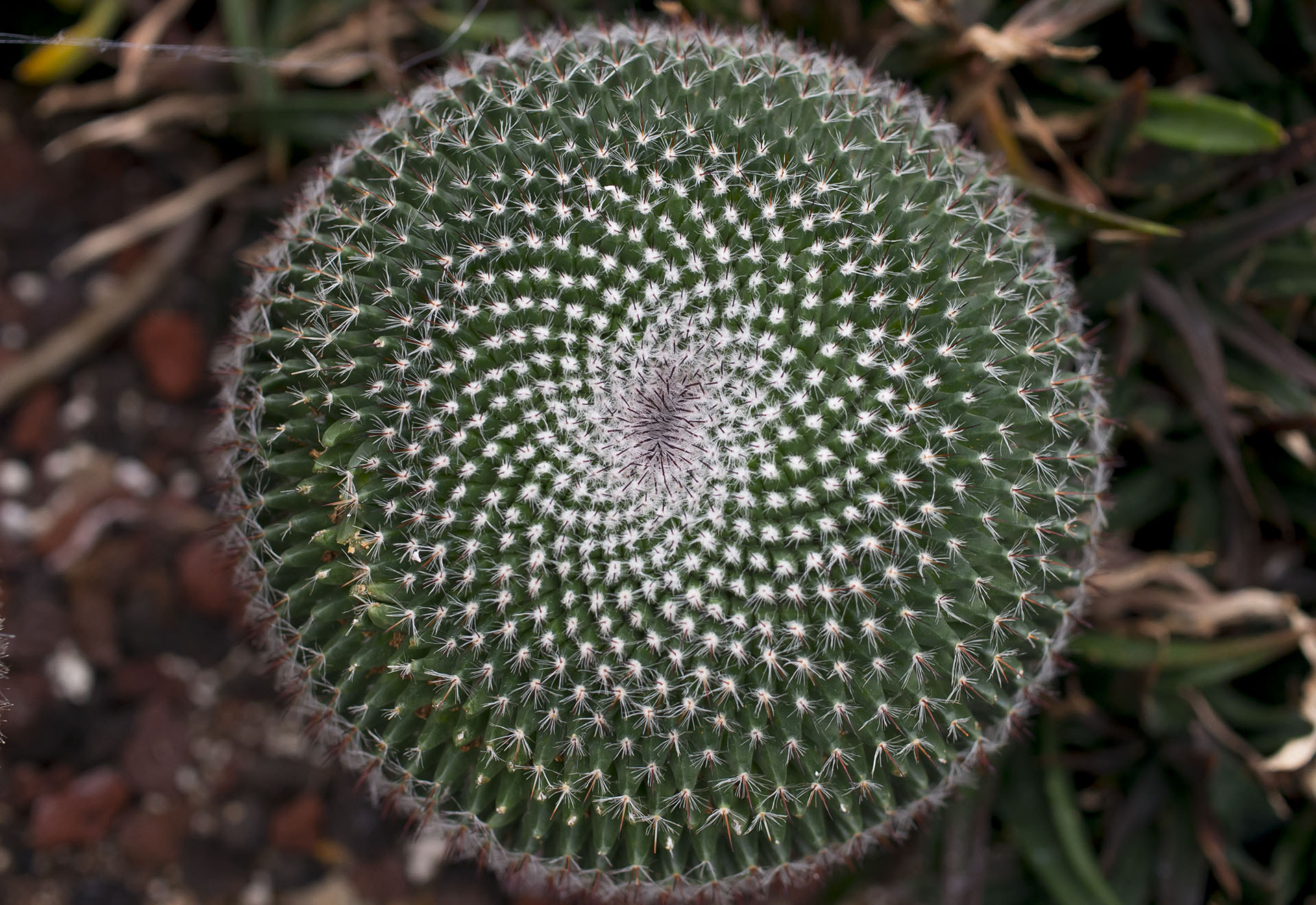 Pentax smc DA 35mm F2.8 Macro Limited sample photo. Spiral cactus photography