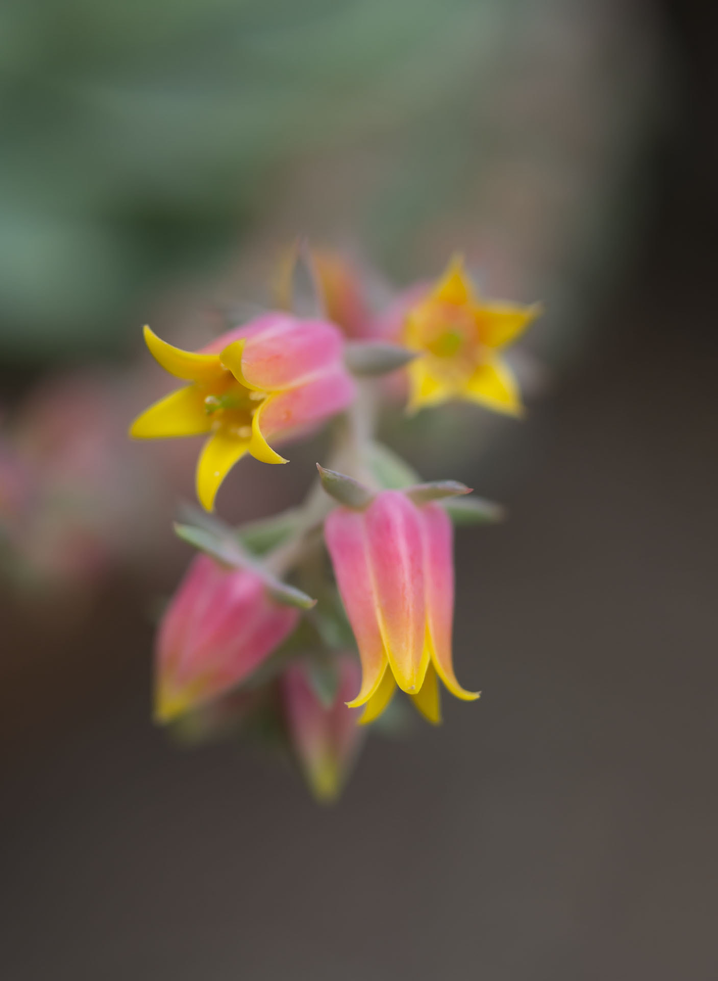 Pentax smc DA 35mm F2.8 Macro Limited sample photo. Desert bloom photography