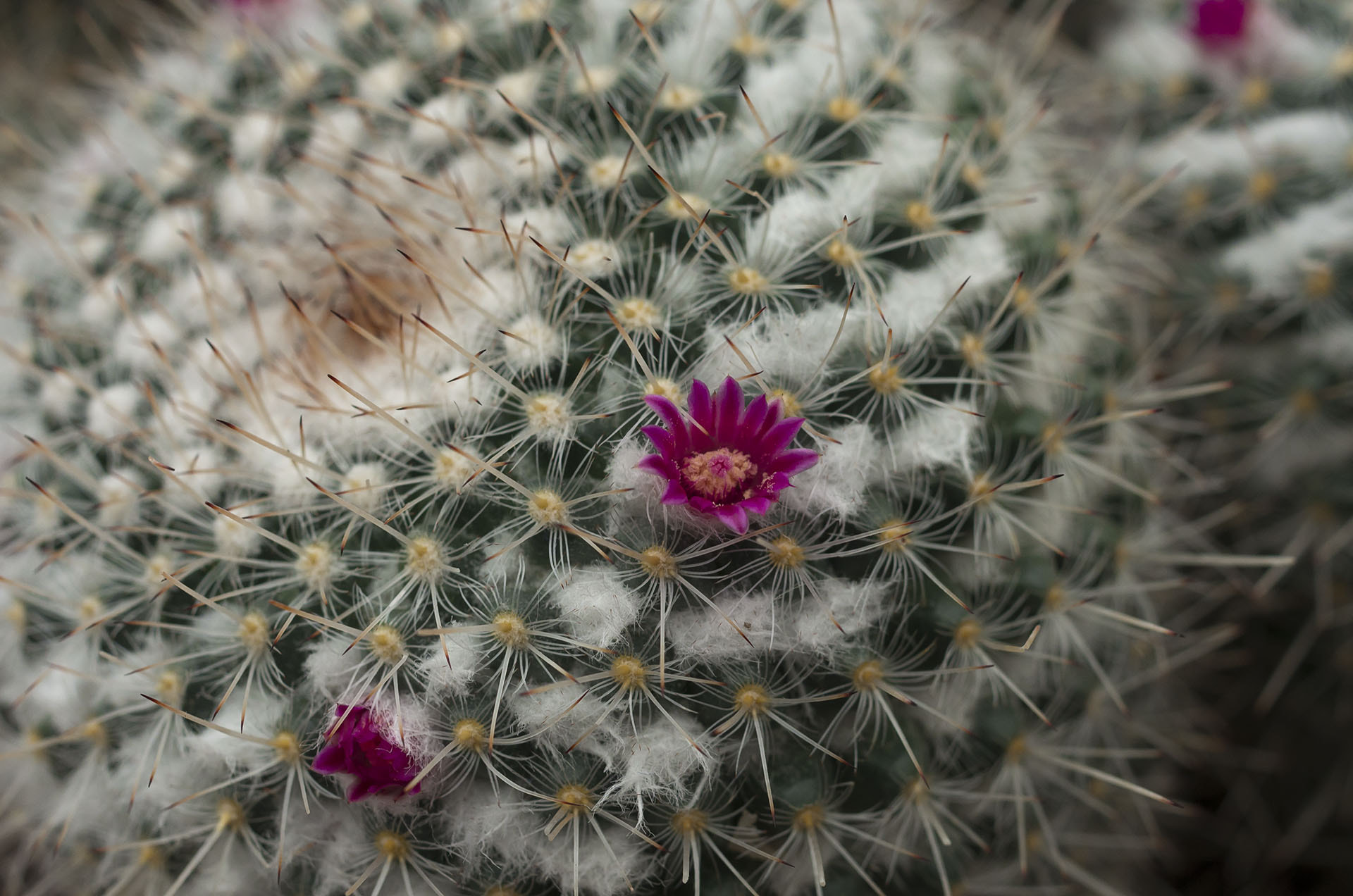 Pentax smc DA 35mm F2.8 Macro Limited sample photo. Budding cactus photography